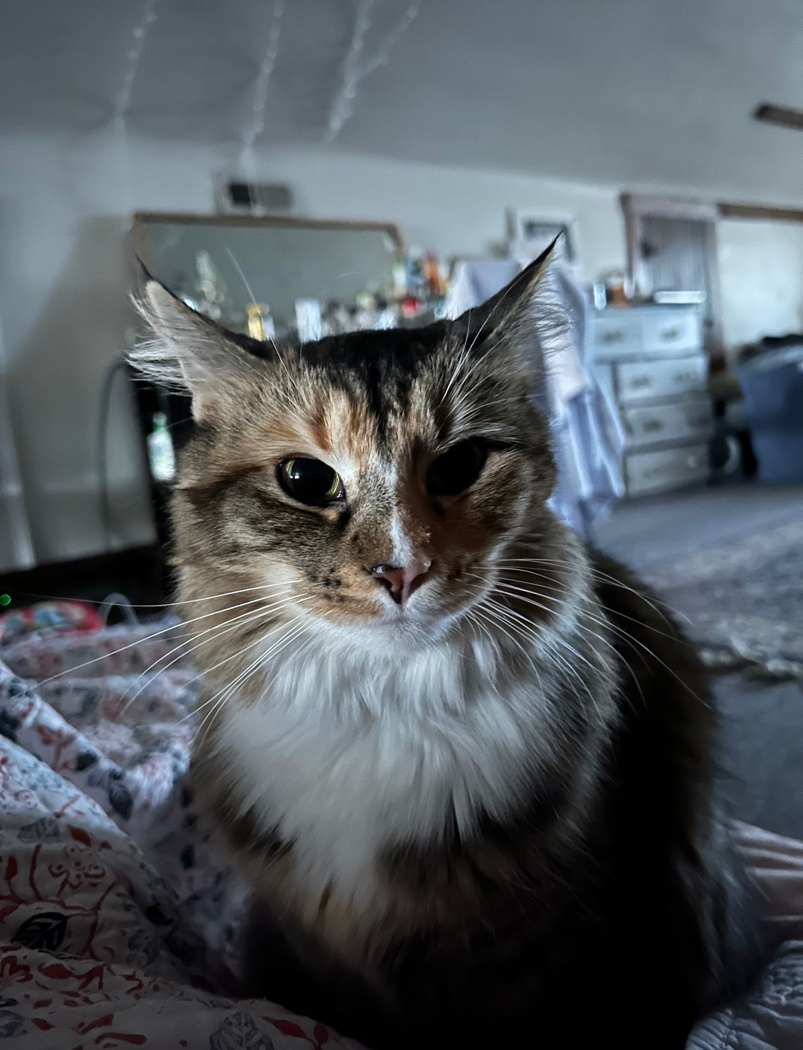 Felidae Nature's Alarm Clock Tony Zentelis