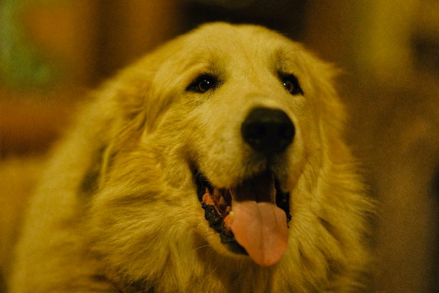 Large white cheap farm dog