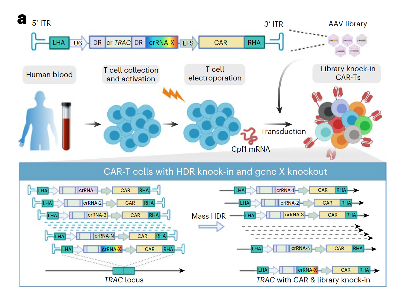 Car t online cell engineering