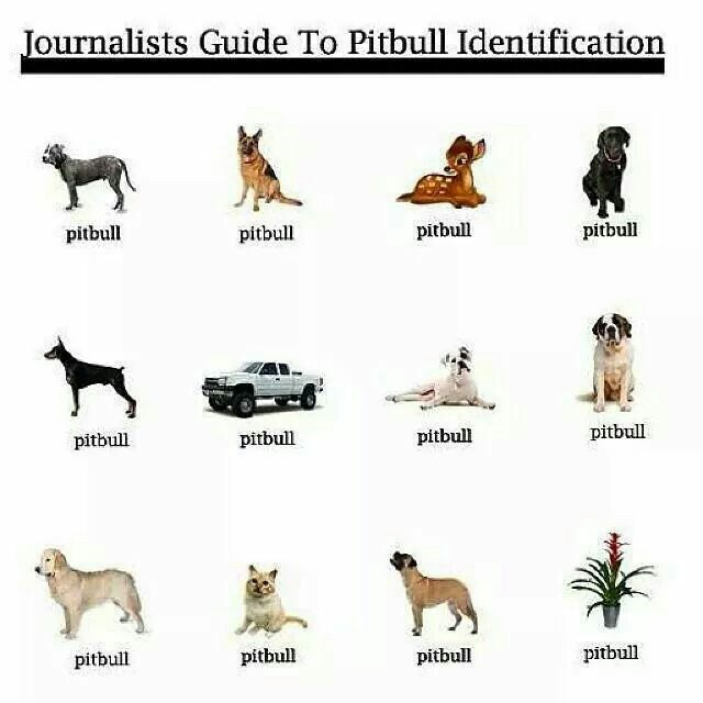 Types of pitbulls chart sales