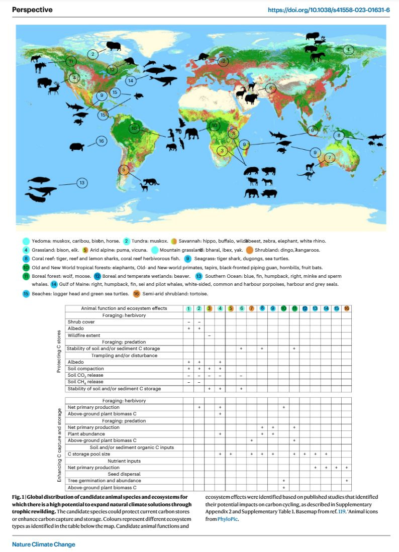 trophic-rewilding-is-a-gigaton-carbon-capture-opportunity-and-a-lesson