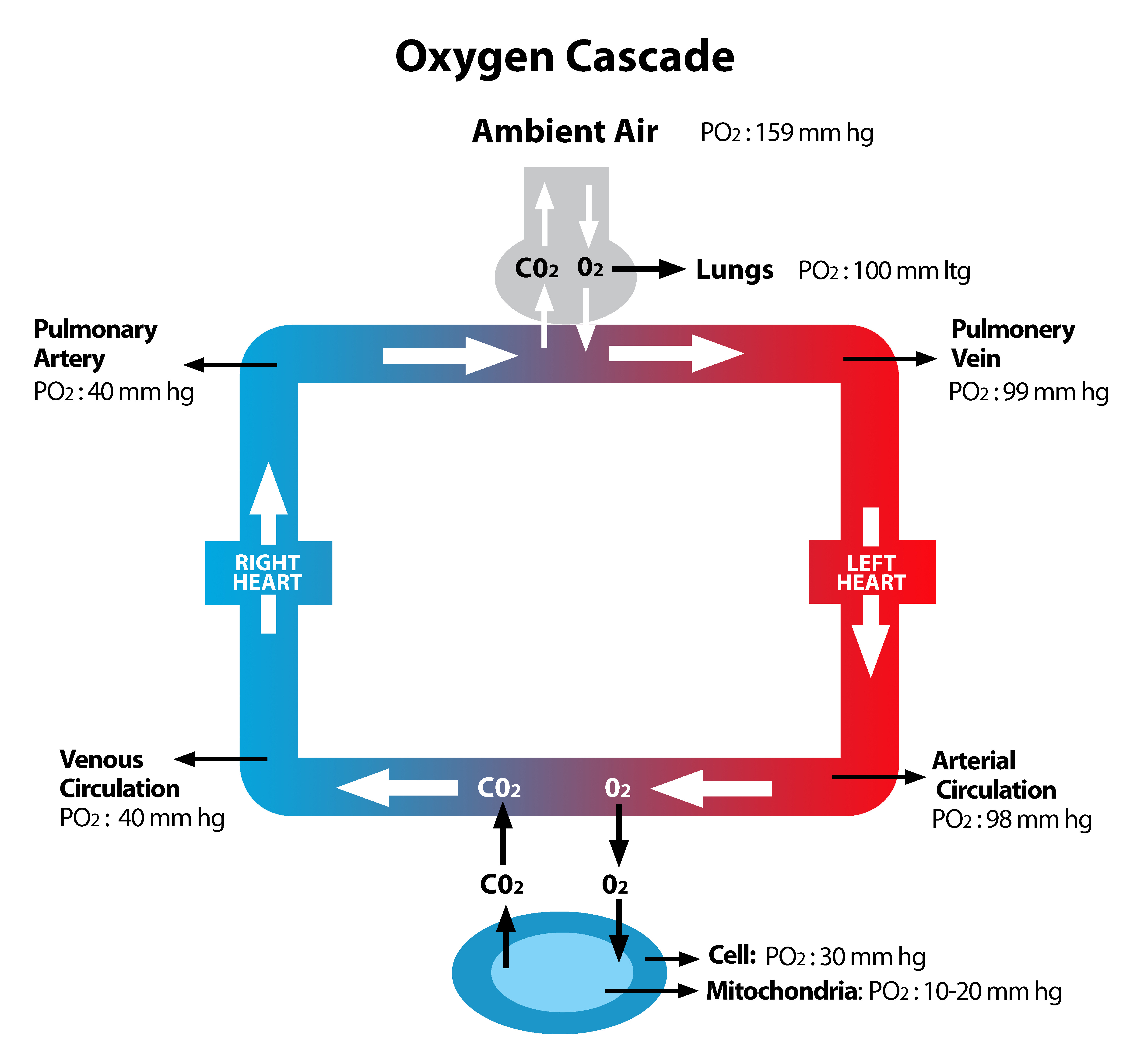 Oxygen cascade system online