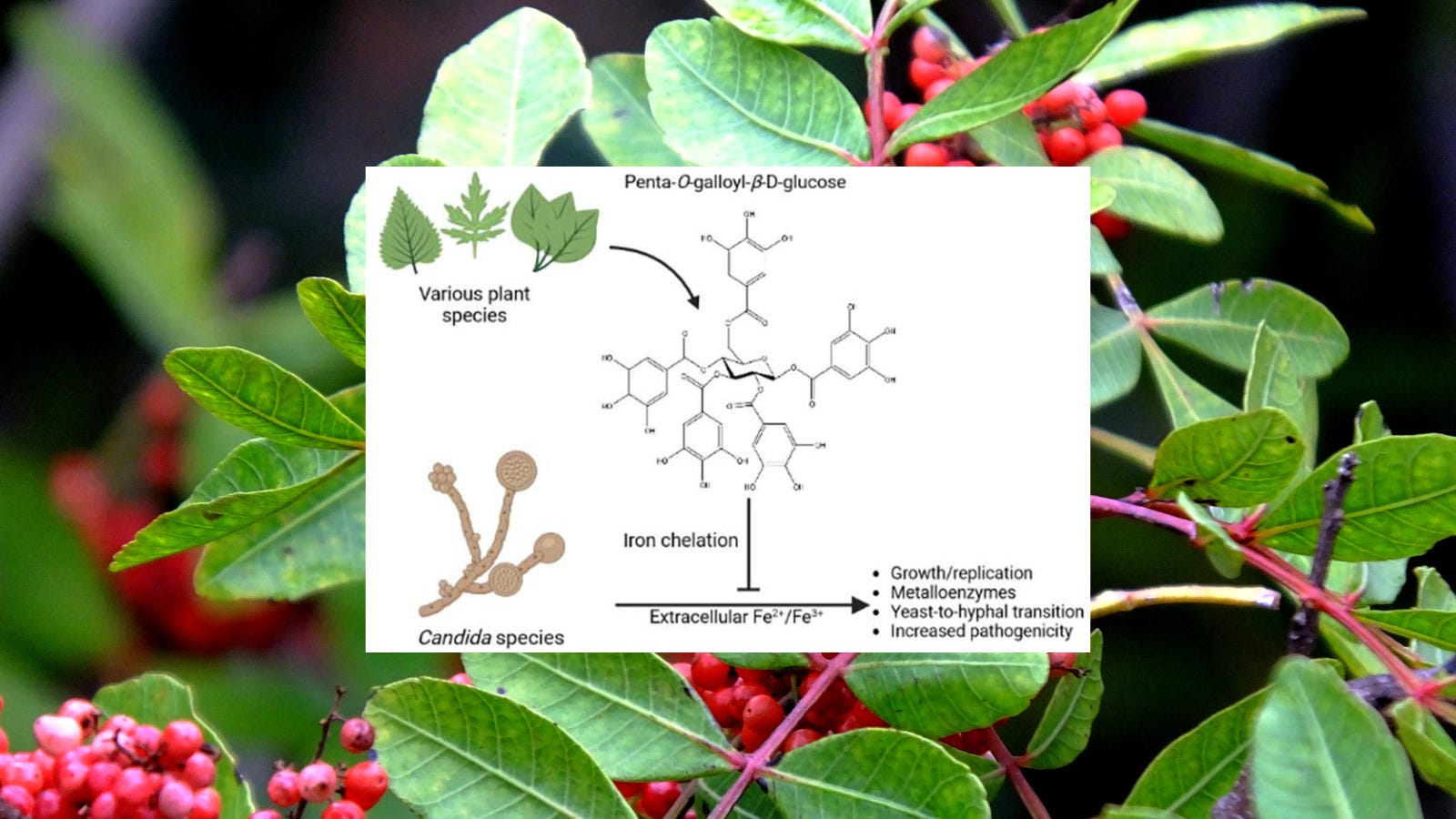 Fighting DrugResistant Fungal Infections with Natural Solutions