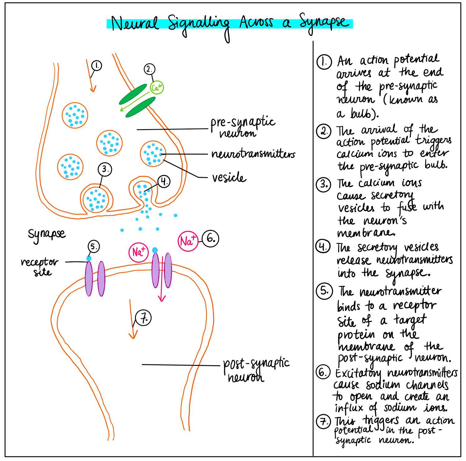 Hyperactive Neural Networks Exploring Epilepsy