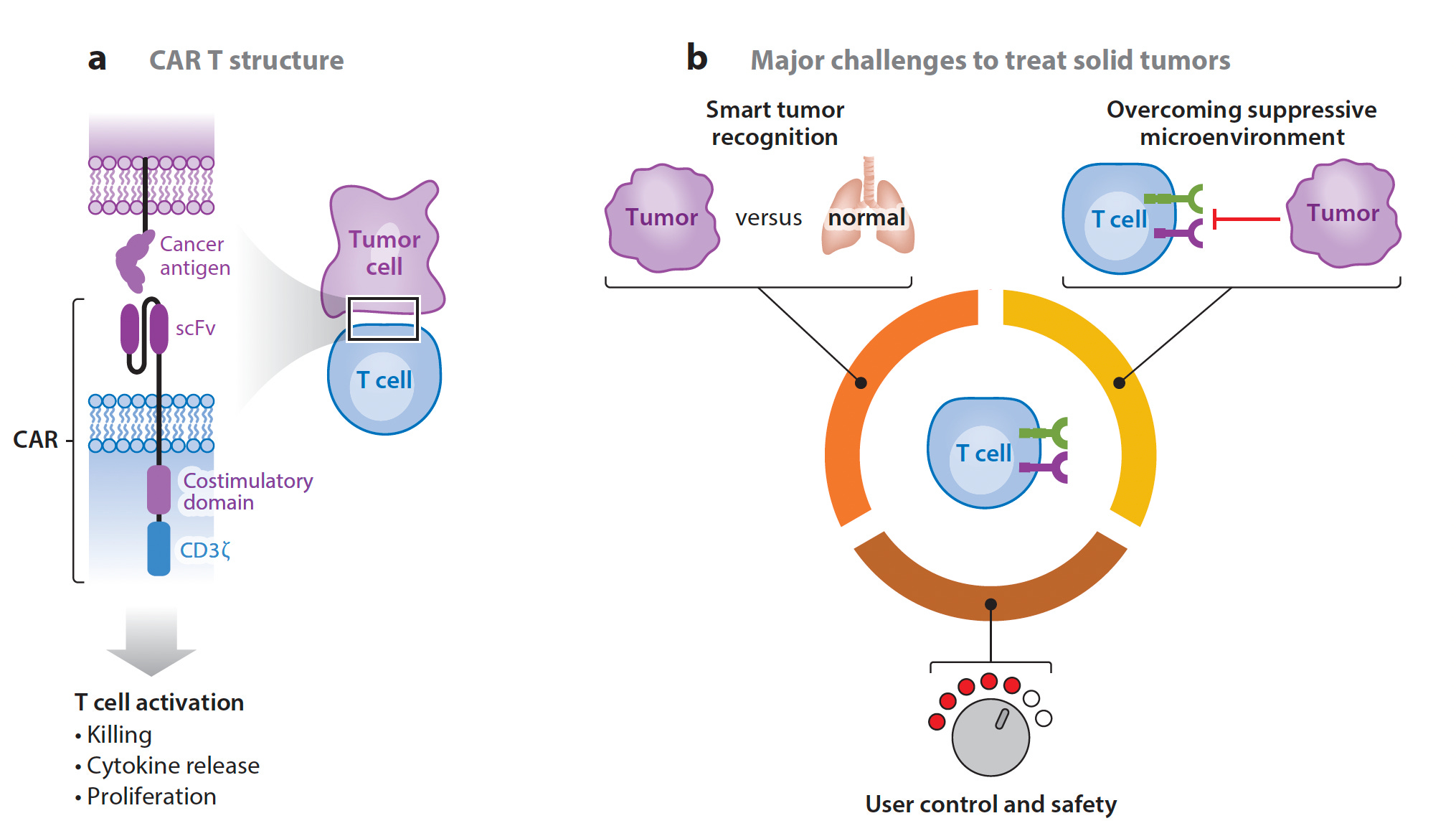 Engineering T cells by Eric Topol Ground Truths