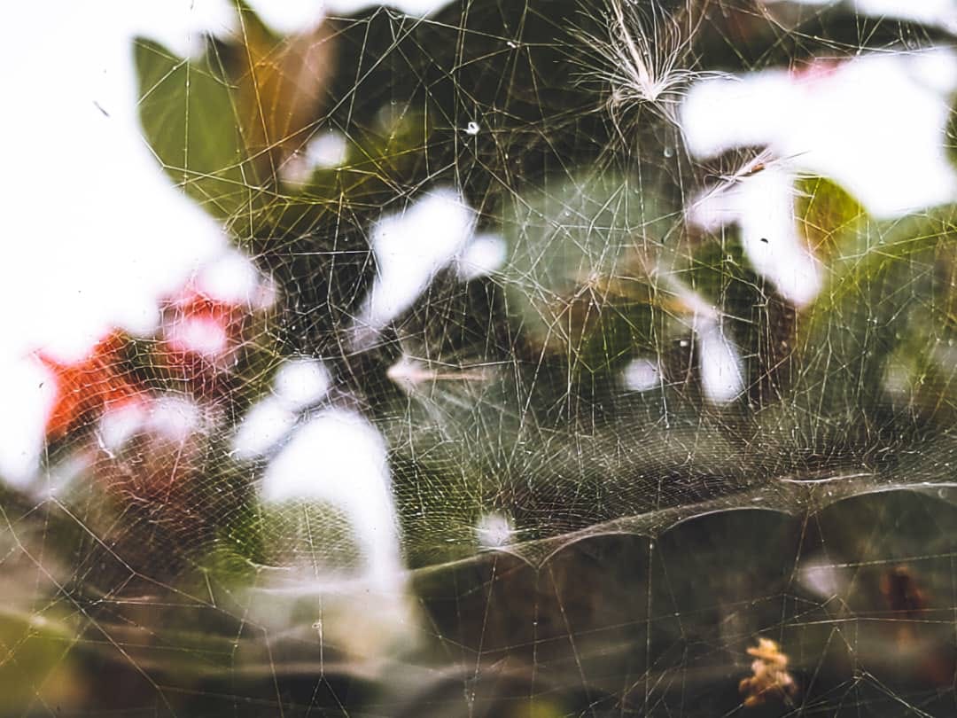 Macro Photography by Shutter Junkies SJ’s Newsletter