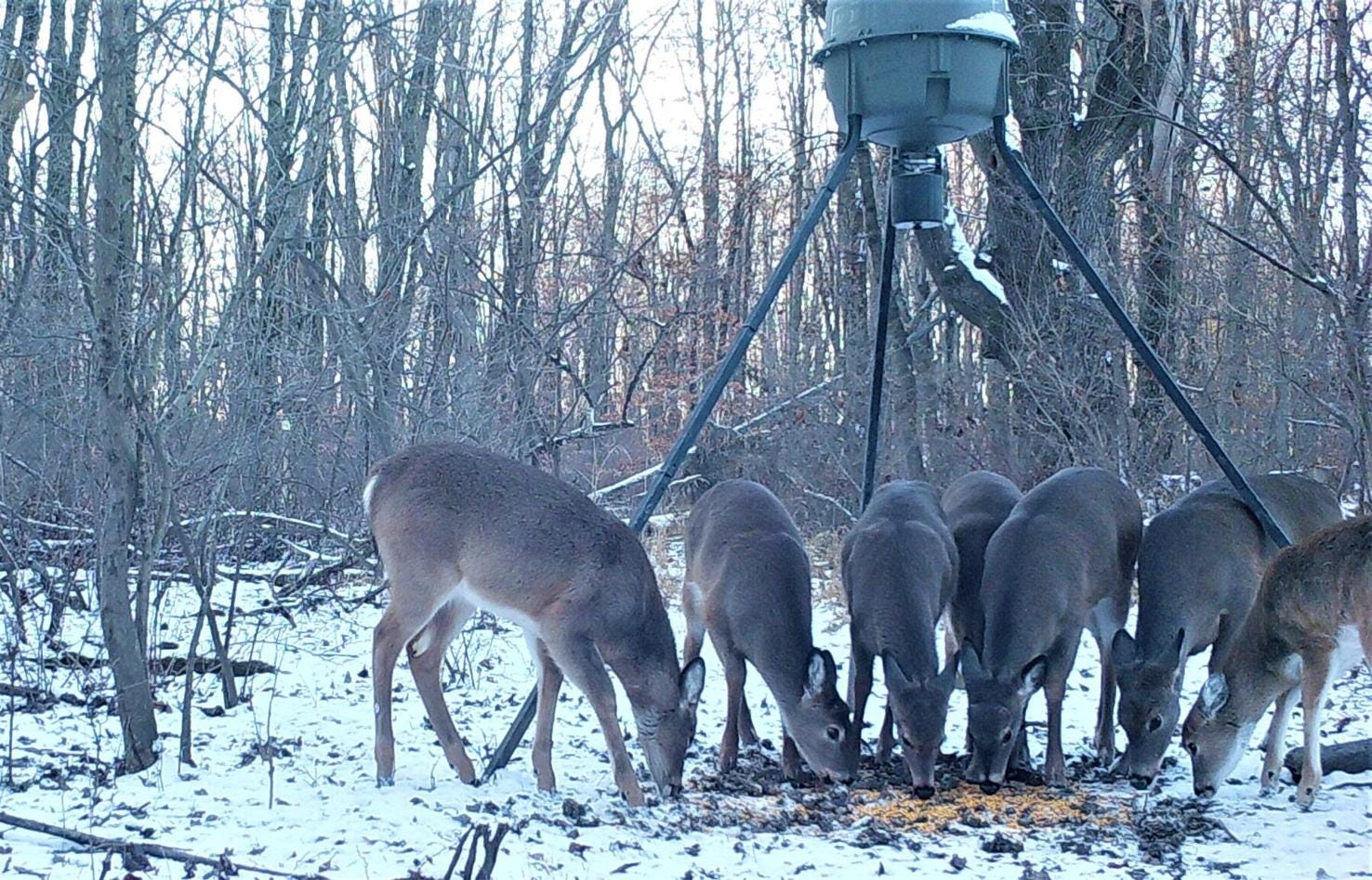 Baby deer on sale meat