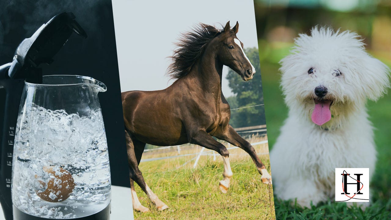 Why and How Kettle Logic, the Gish Gallop, and the "Tiny Dog" Strategy