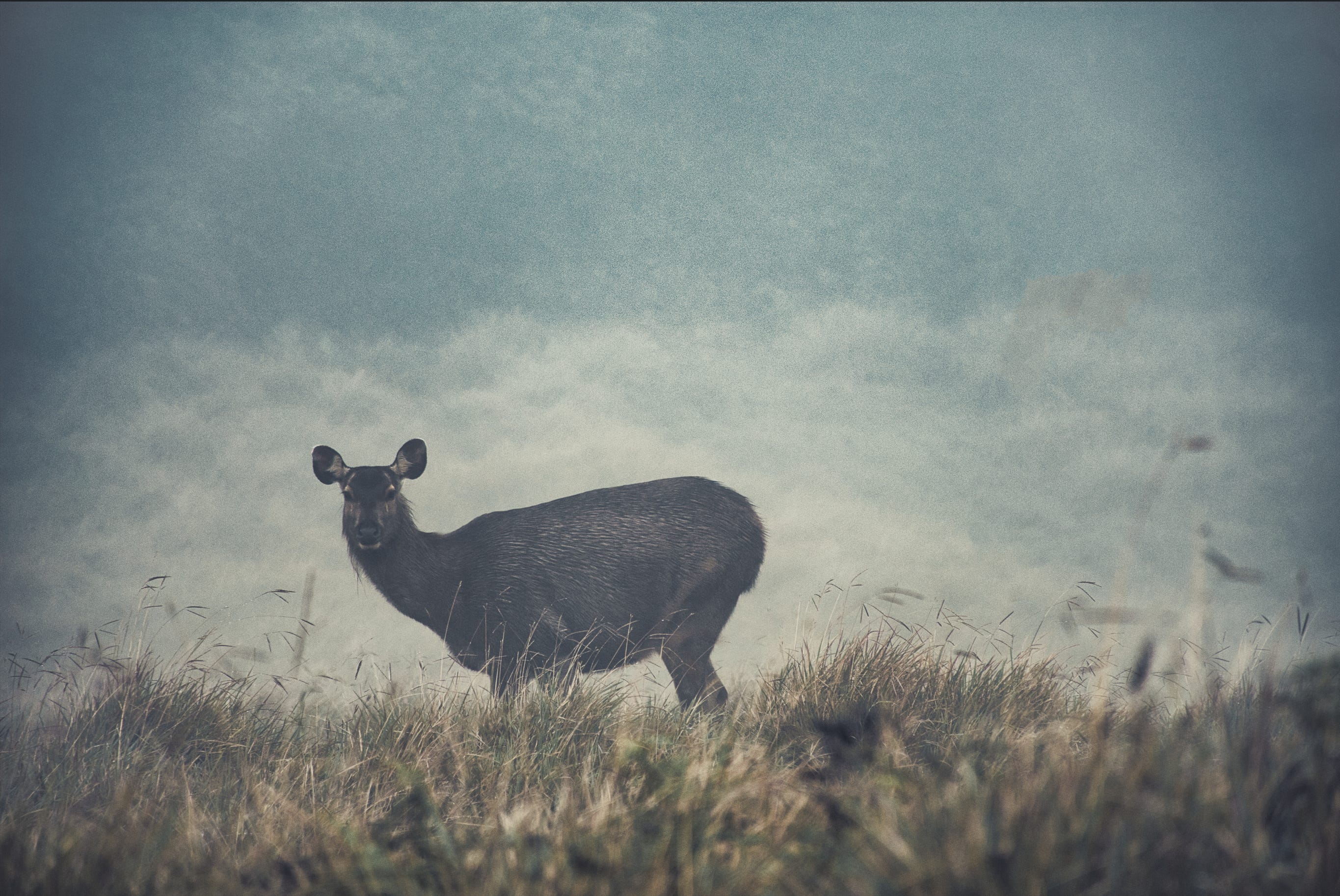 Unlocking the Secrets of ISO: Your Guide to Brighter, Sharper Photos!