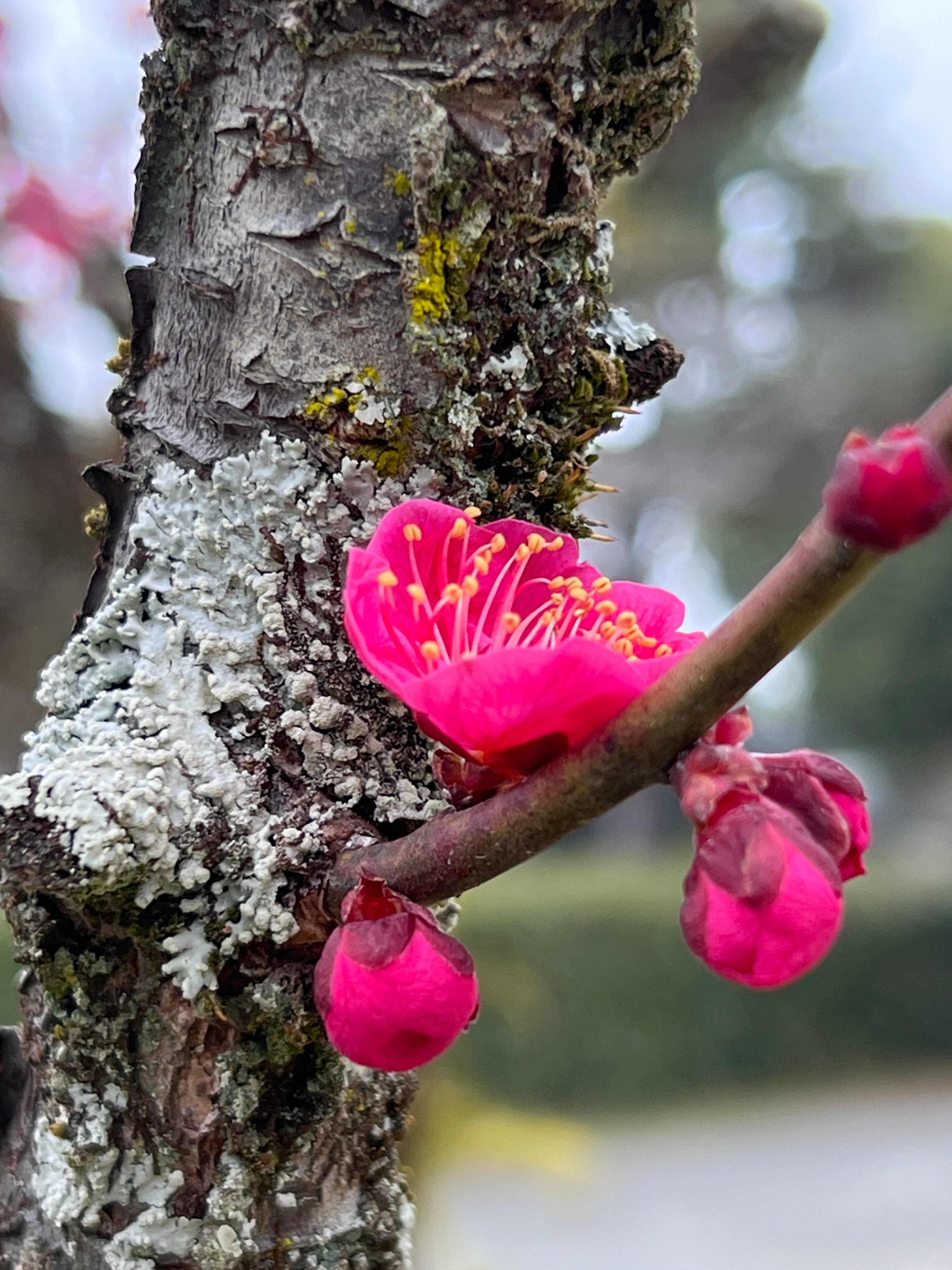 梅花 Plum Blossom - by Peck Gee Chua 蔡佩芝
