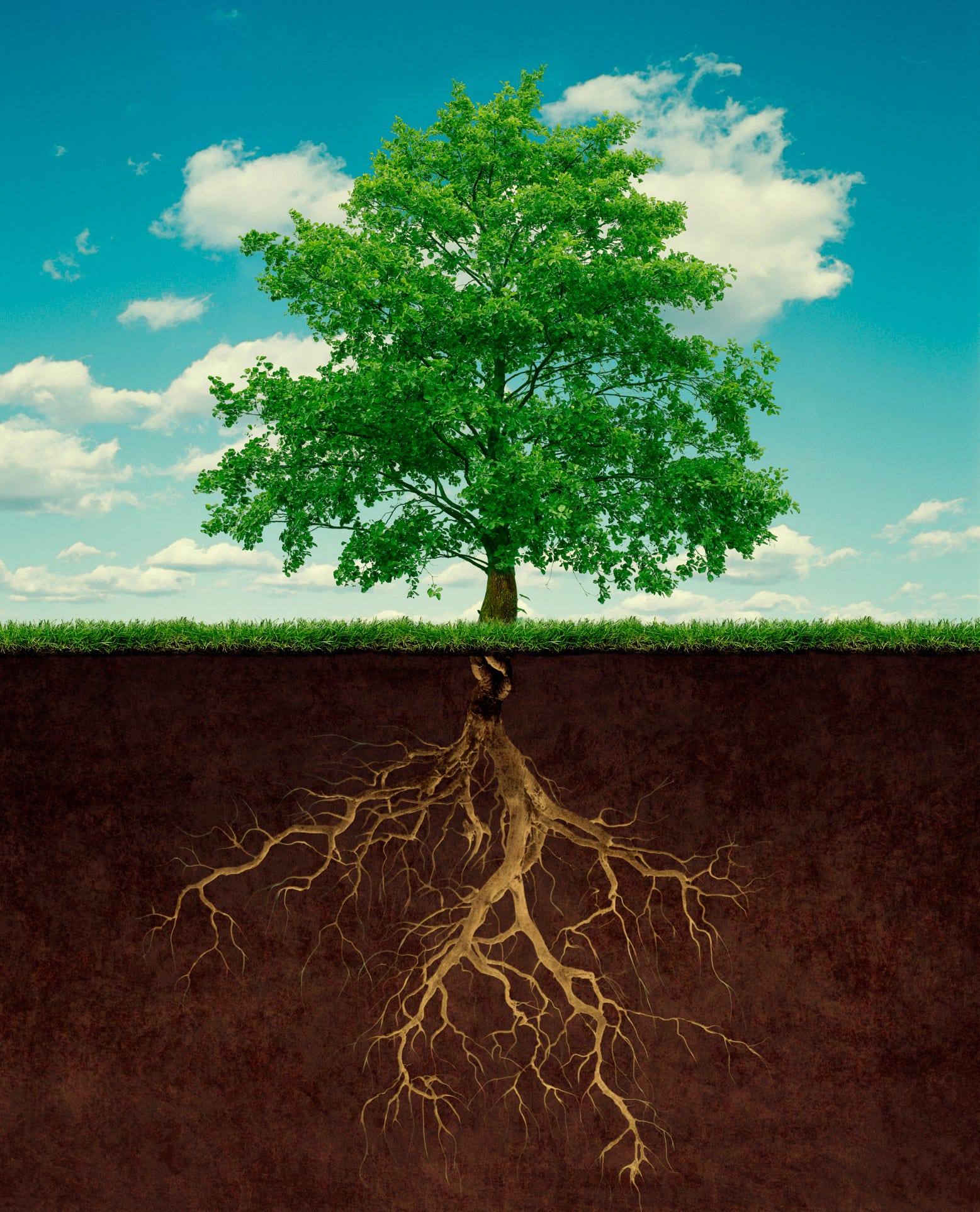 How Do You Define Your Roots? by Steven Beschloss
