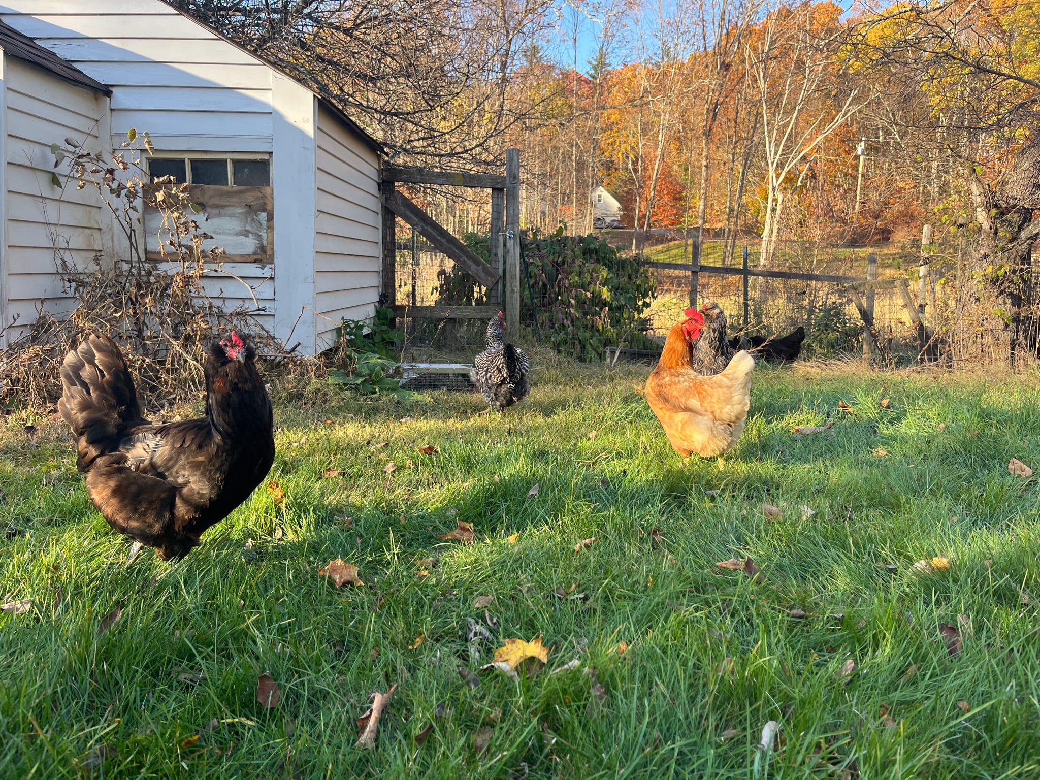 5 Things to Know Before Getting Chickens