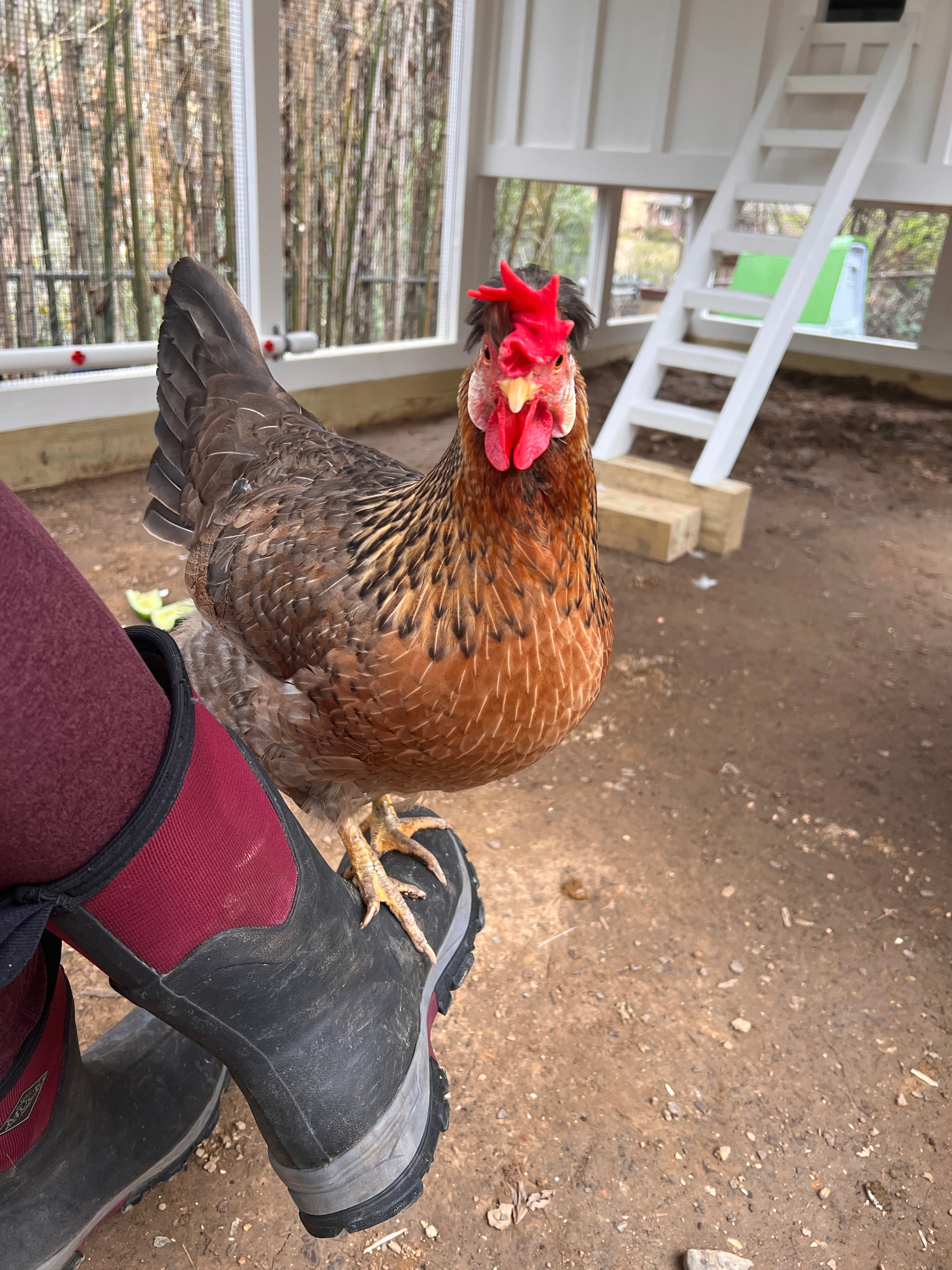 News from the Coop Civil Discourse with Joyce Vance