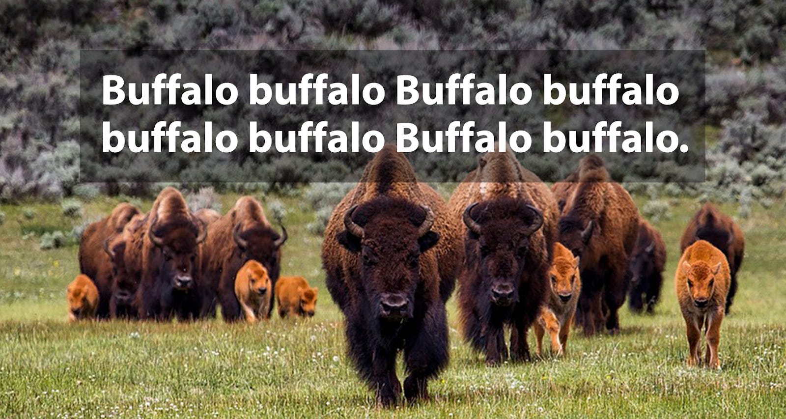 Buffalo buffalo Buffalo buffalo buffalo buffalo Buffalo buffalo