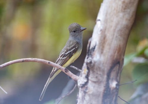 Great cheap crested flycatcher