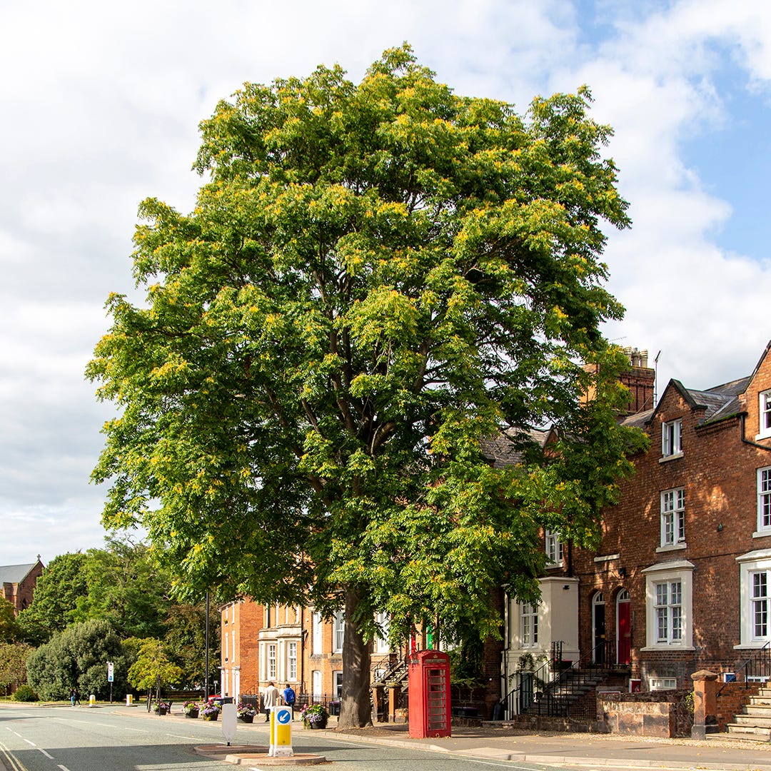 62. Abbey Tree of Heaven by Paul Wood The Street Tree