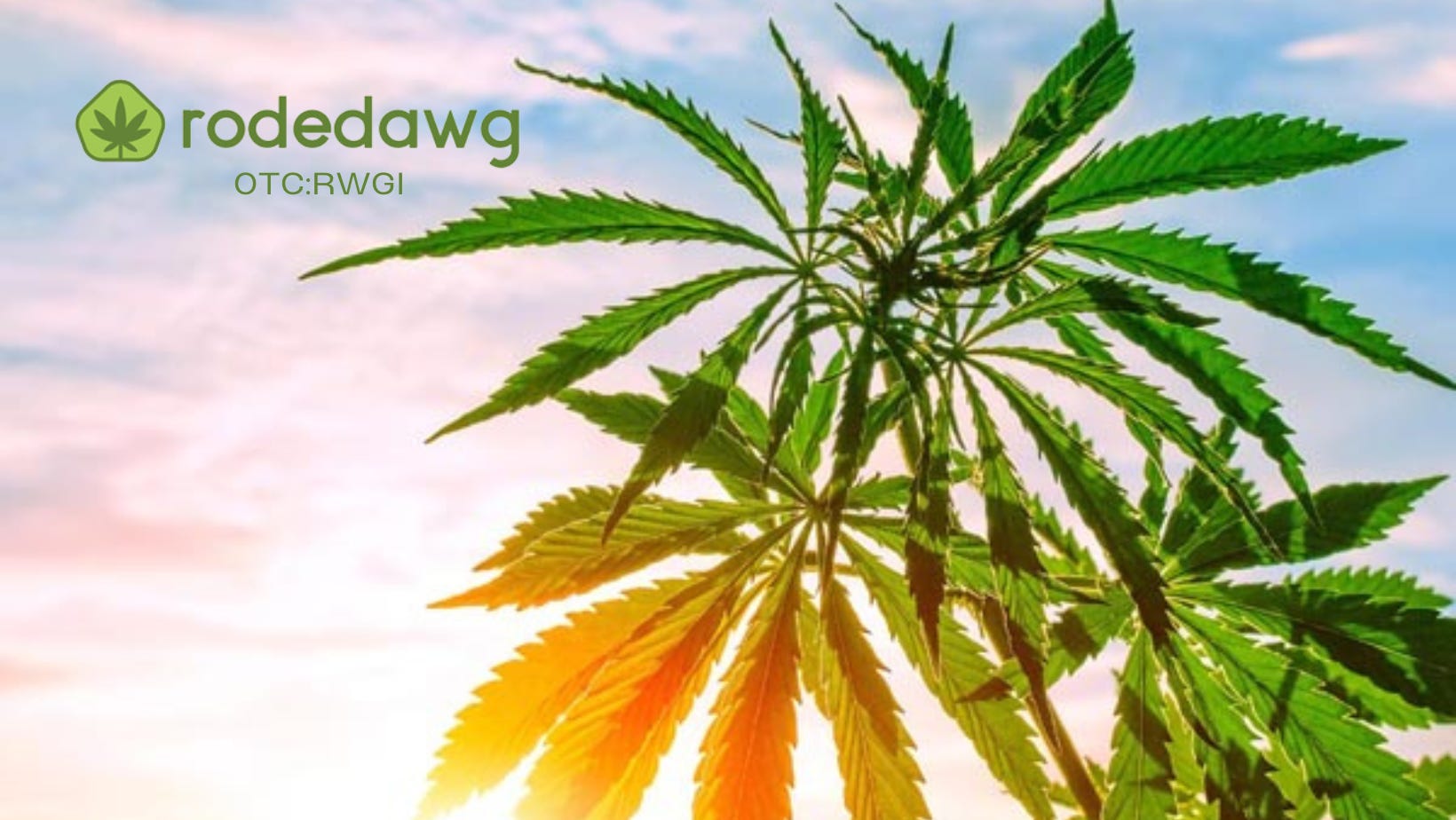 Rodedawg (OTC RWGI) Expands into Dispensary Acquisitions and Signs