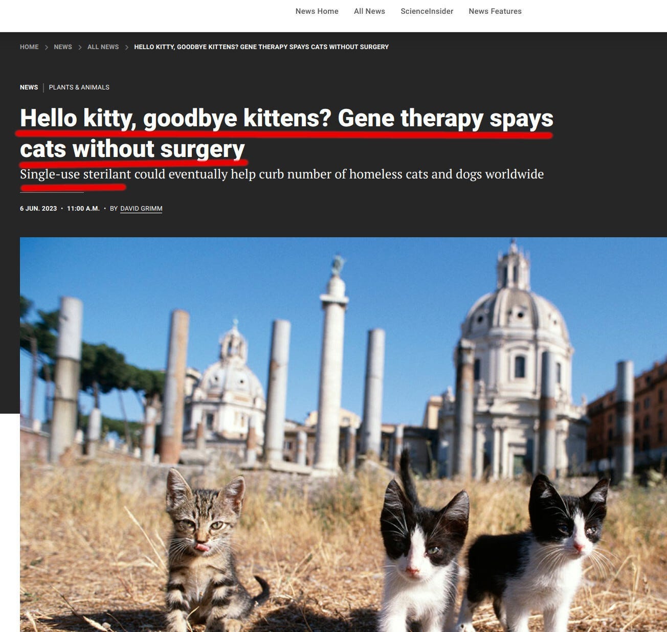 "Infertility Virus" to Sterilize "stray cats" by Jerome V