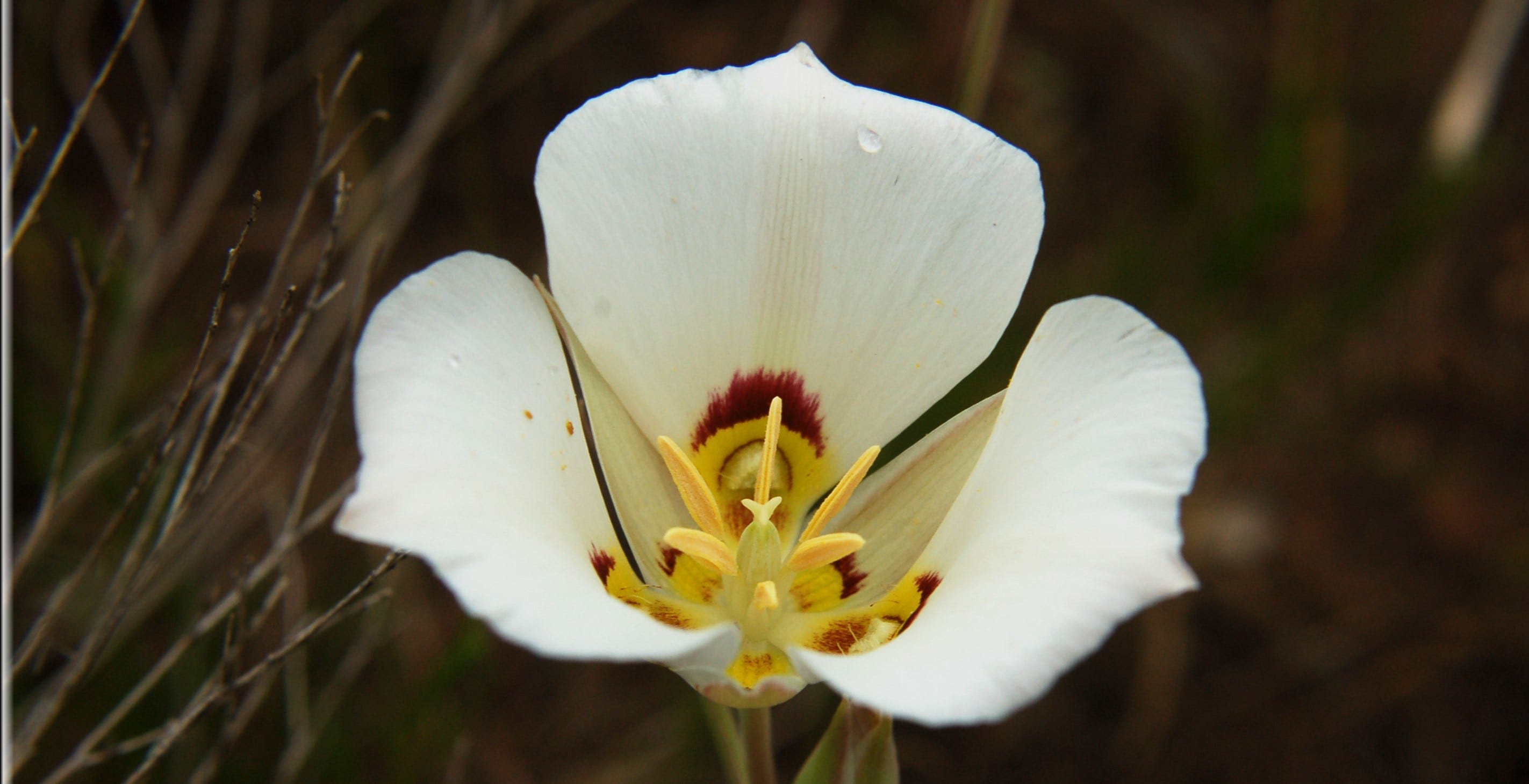 Utah #39 s State Bird and Flower by Jan Spell