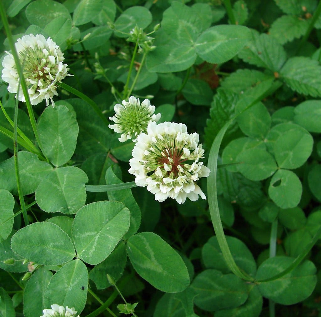 Runner in oxalis online