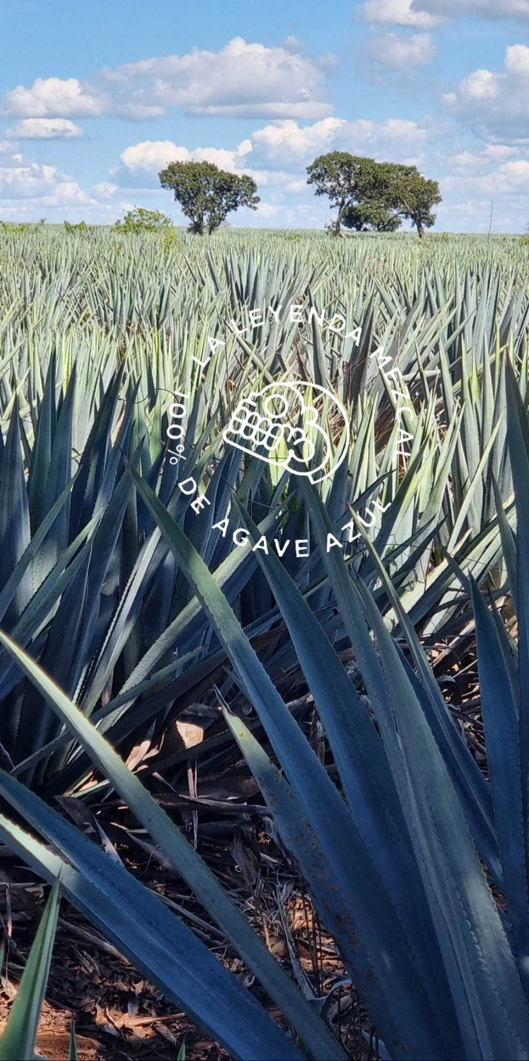 Mezcal and Tequila's Influence on Health