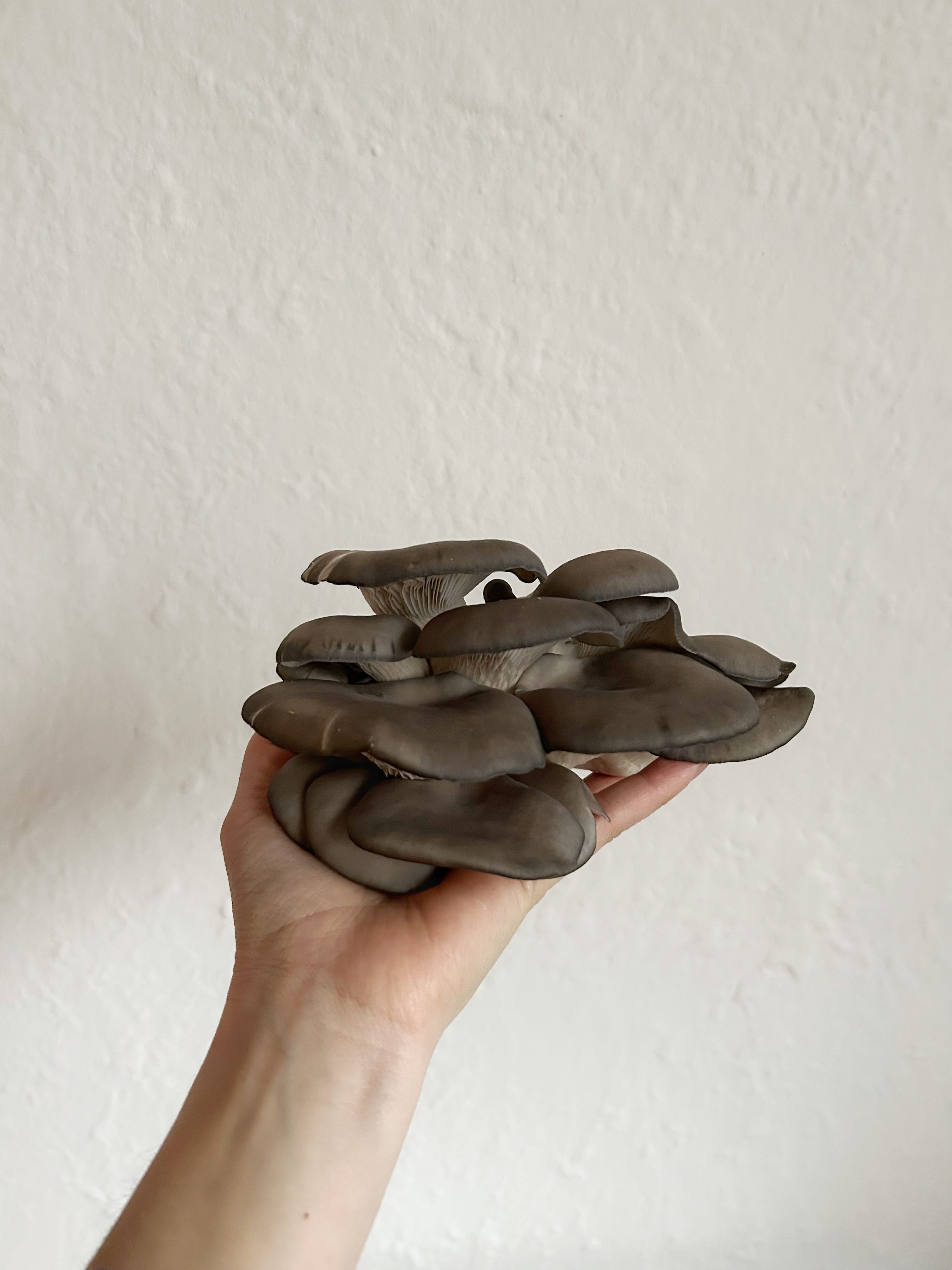 Blue Oyster Mushroom Love + Mushroom Fennel Frittata Recipe