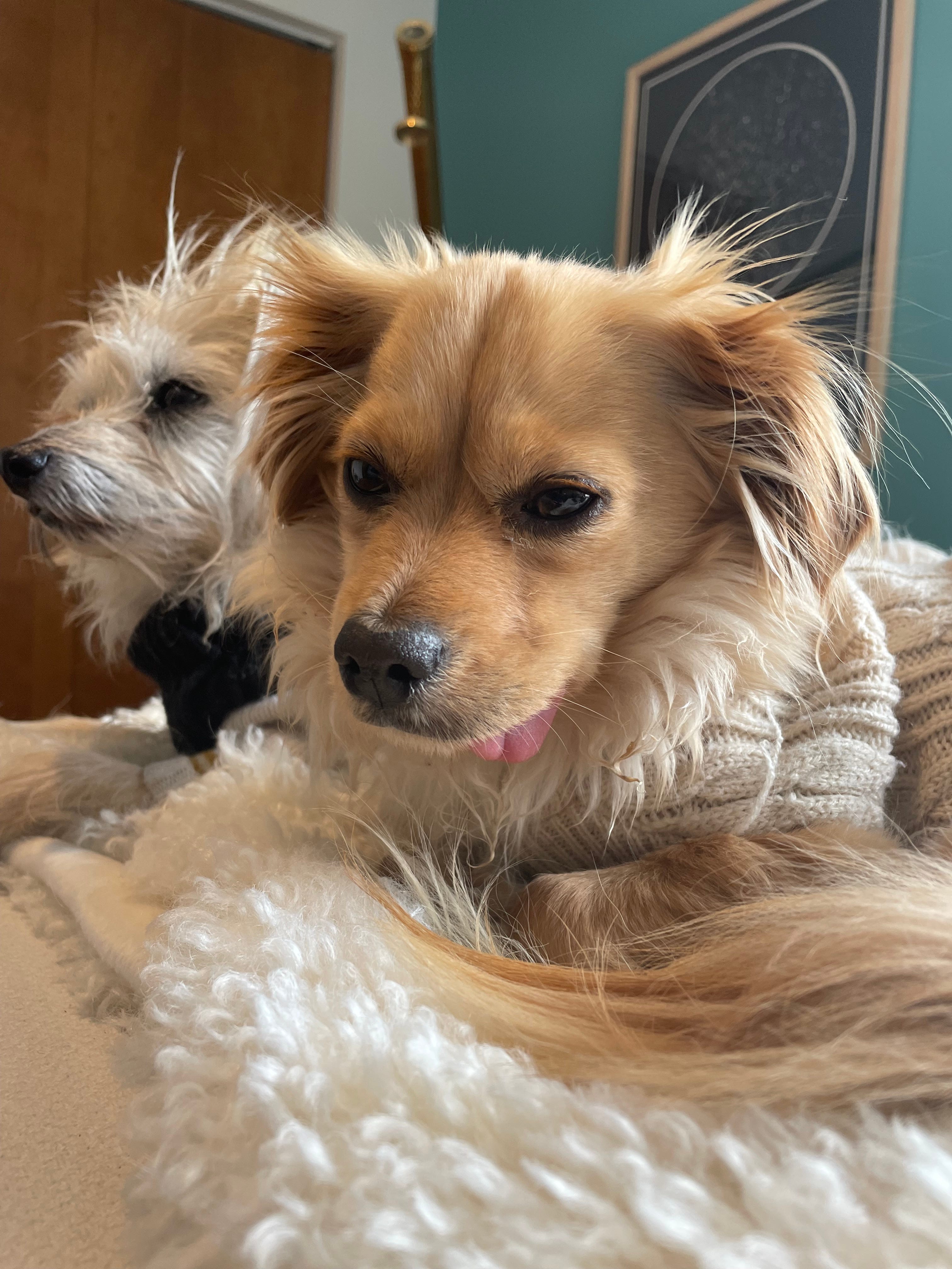 Pomeranian long haired dachshund on sale mix