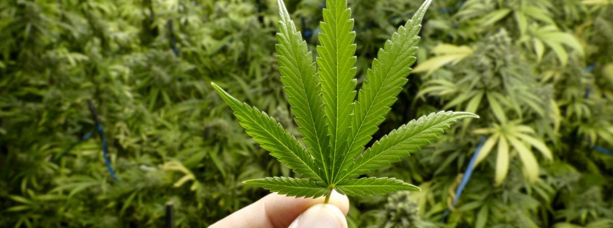A Rant on Legalizing Marijuana – Jordan Sather