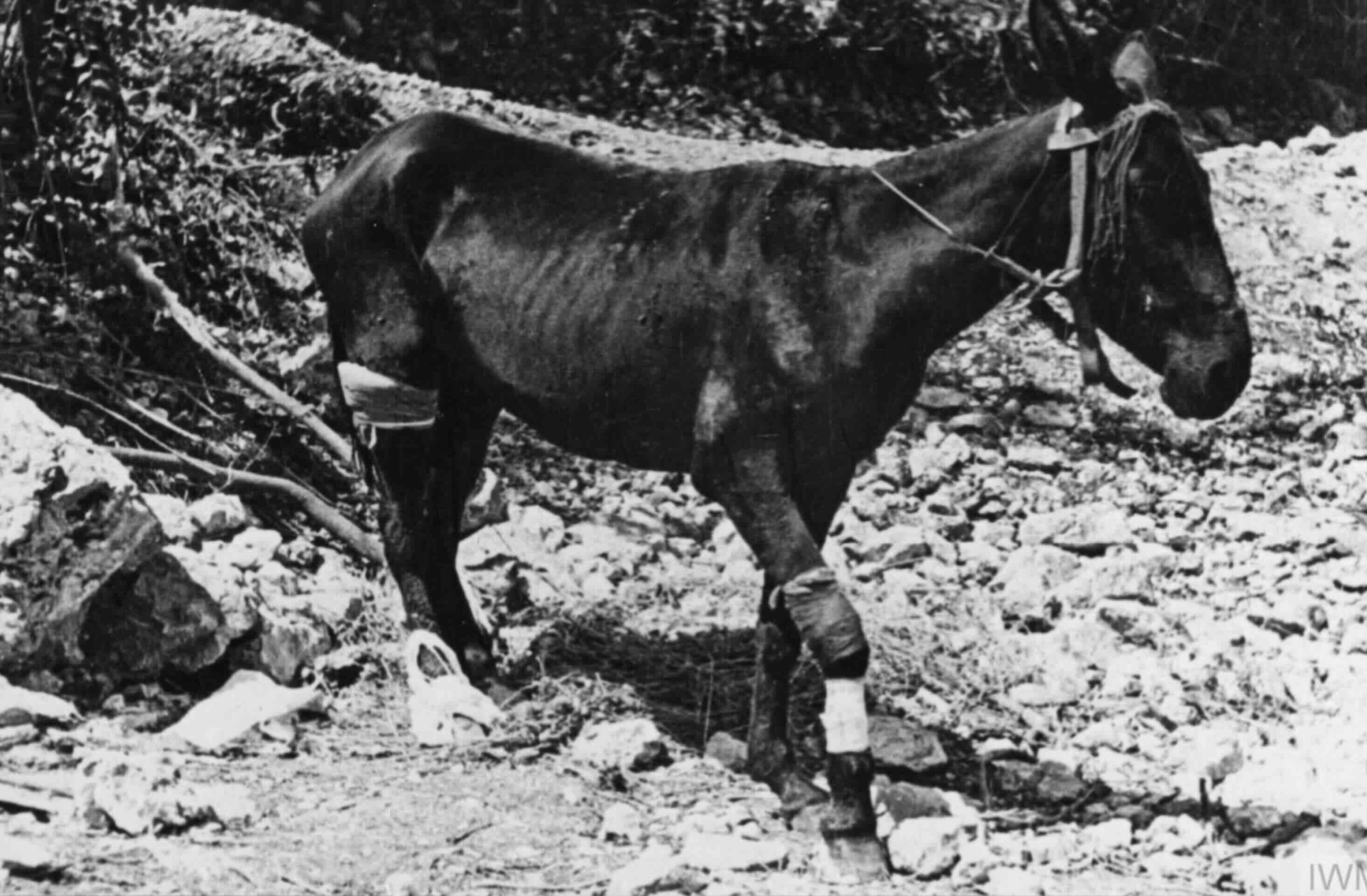 Exploding Mule Rain, Mud and Mules - by Martin Cherrett