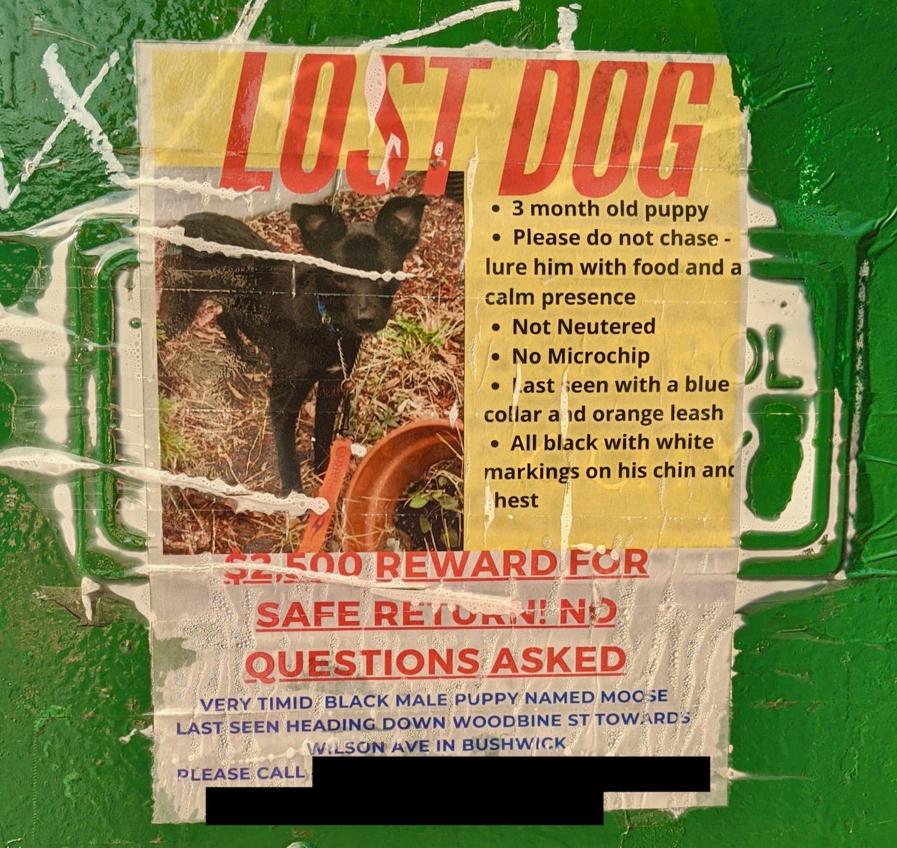 Lost Pets of New York by Anne Kadet CAF ANNE