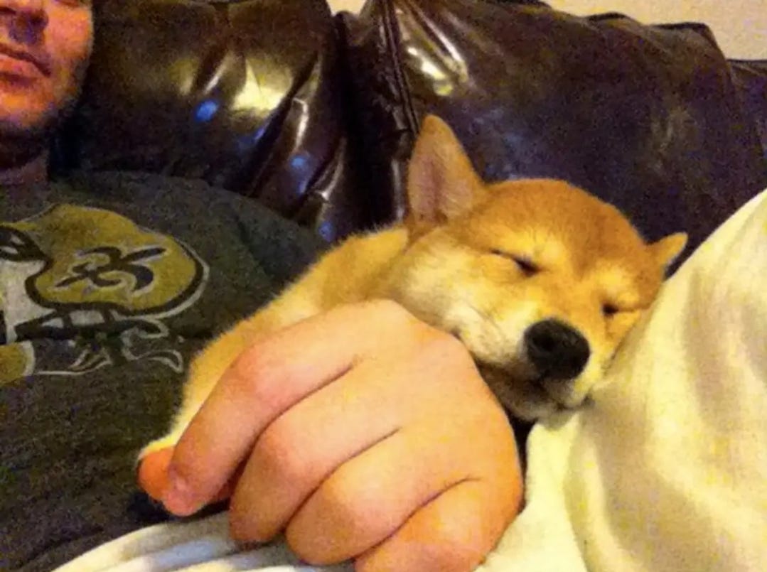 Shiba 2025 inu anxiety