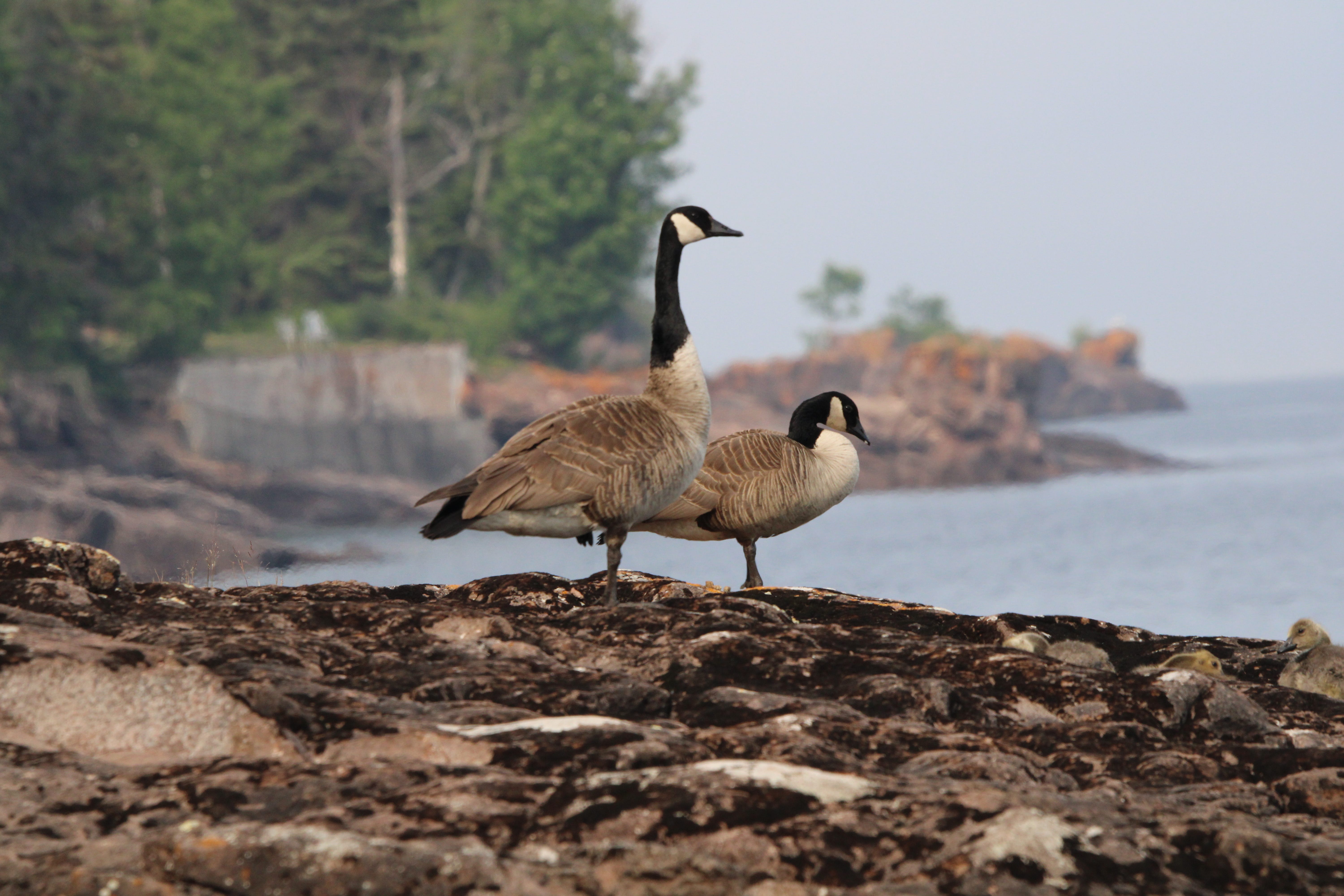 Canada goose amazon pay 2025