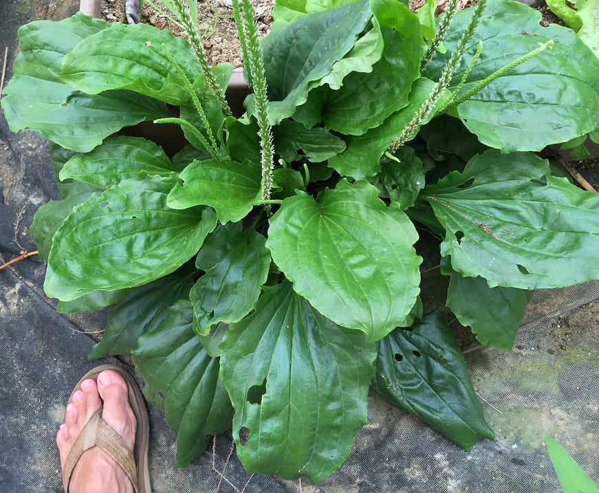 The Plantains 1 - by weedom1 - weedom