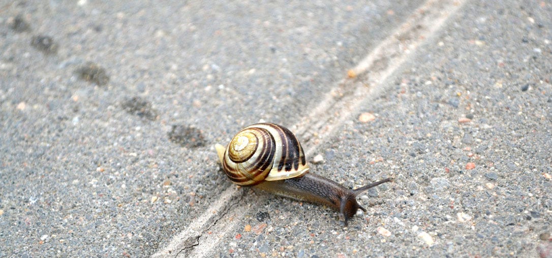 Snail | Zero Escape Wiki | Fandom