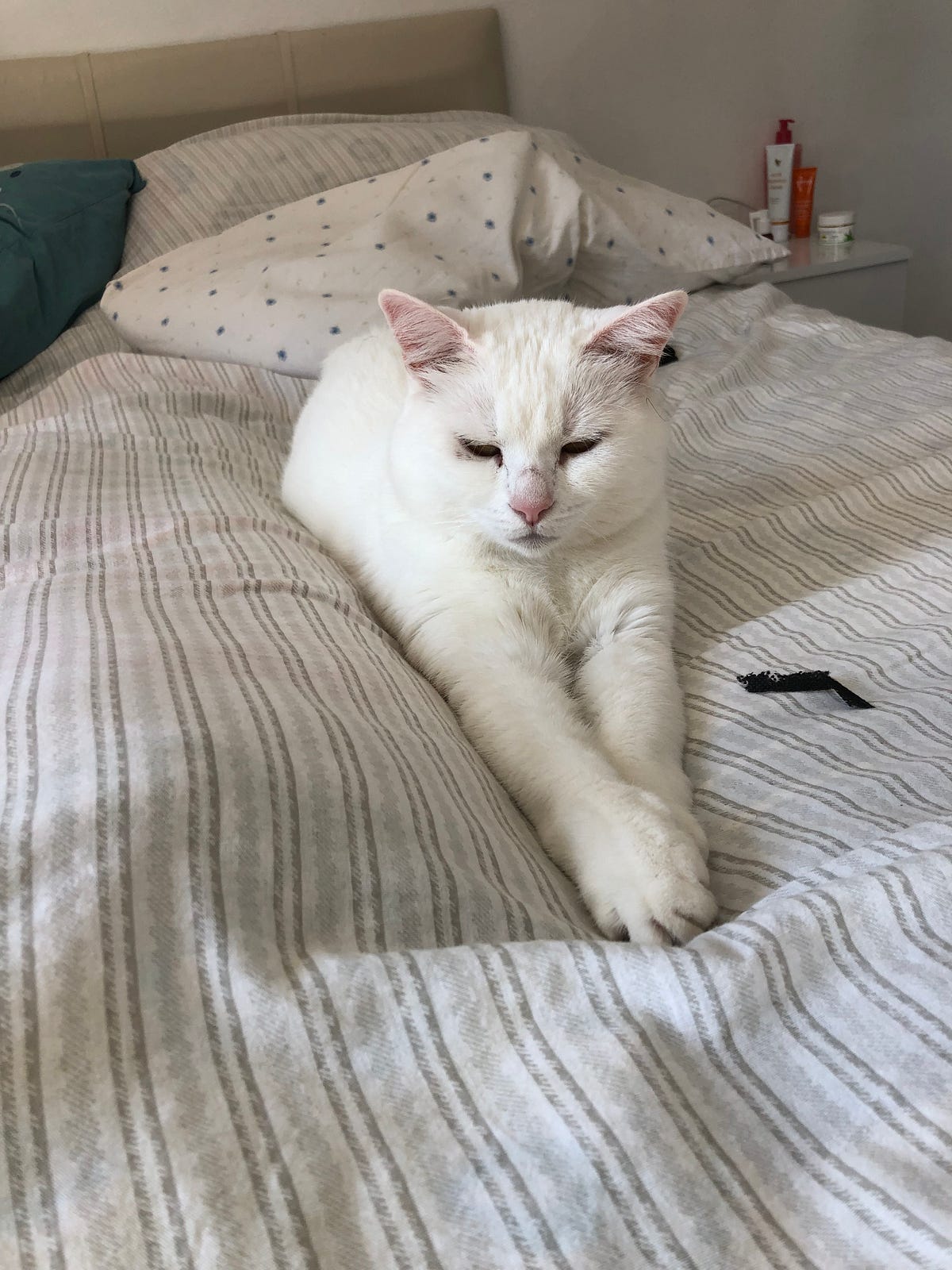 5 Hilarious Use Cases Of Chatgpt That Will Blow Your Mind