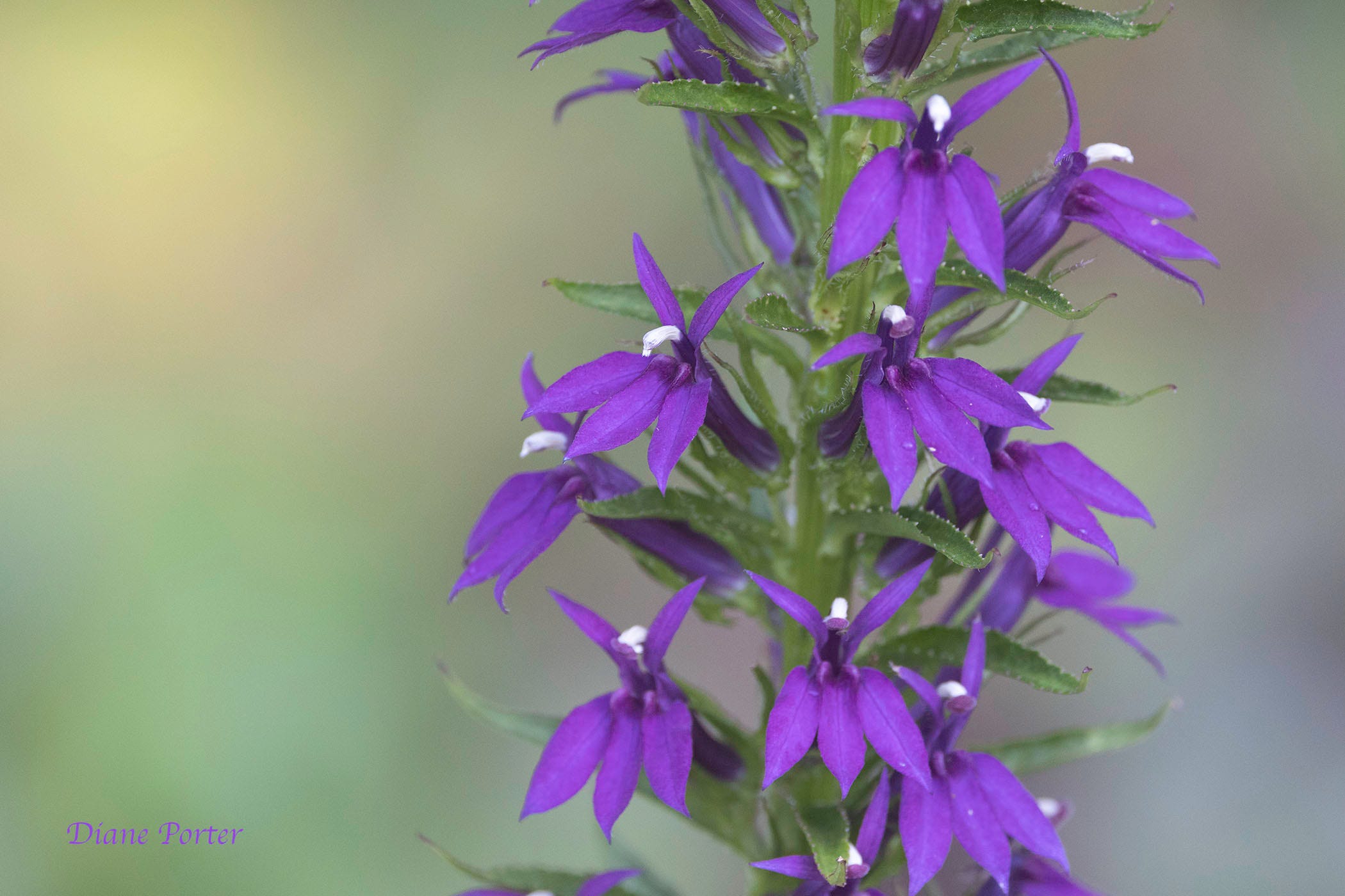 My Purple Lobelia - by Diane Porter - My Gaia