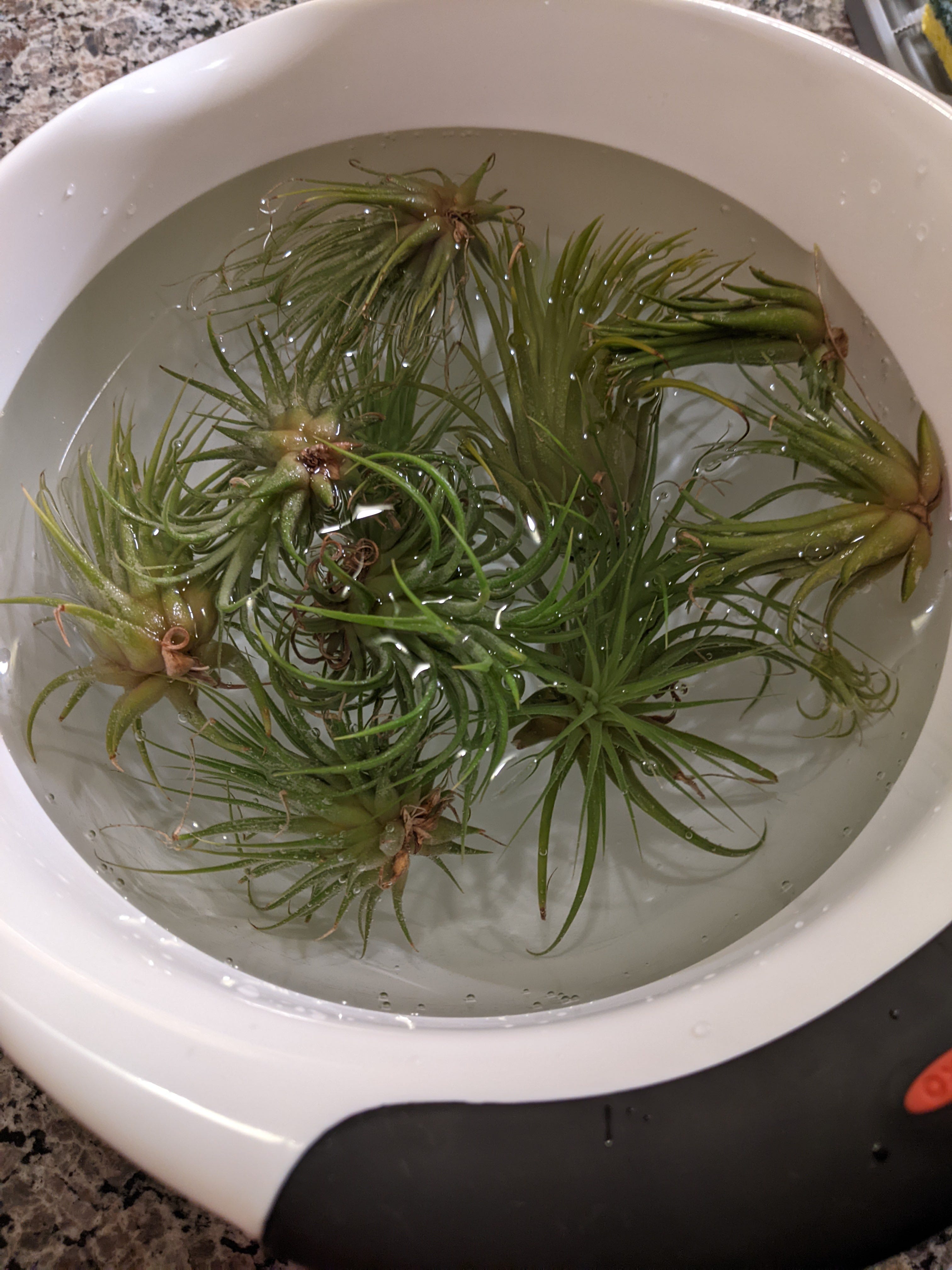 Air Plants 101 How to Create Stunning Displays with These Low