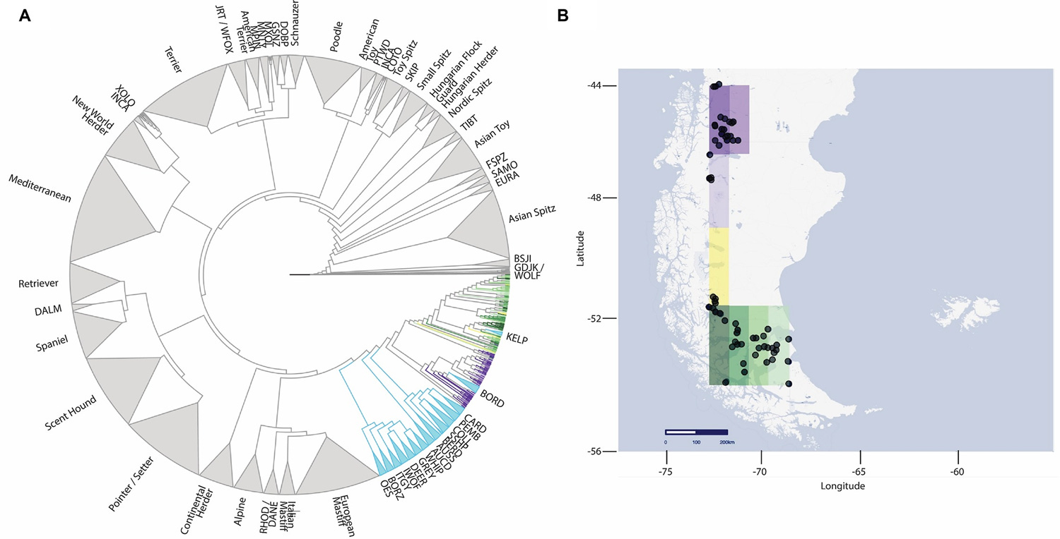This Floofy Sheepdog Reveals Its Ancestral Dog From 200 Years Ago