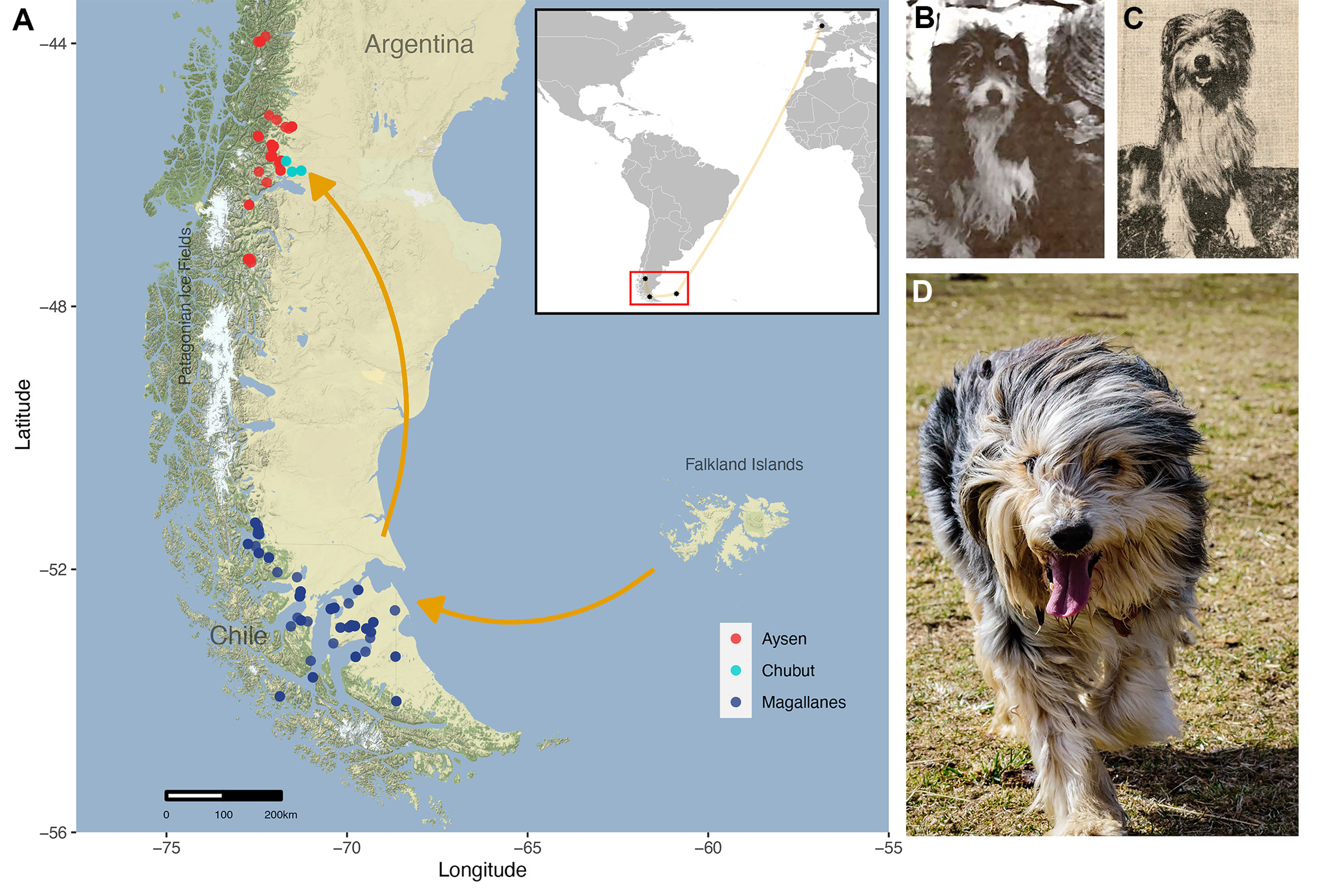 This Floofy Sheepdog Reveals Its Ancestral Dog From 200 Years Ago