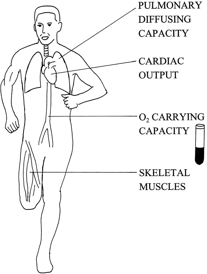VO2 Max Essentials Part I What Limits VO2 Max?