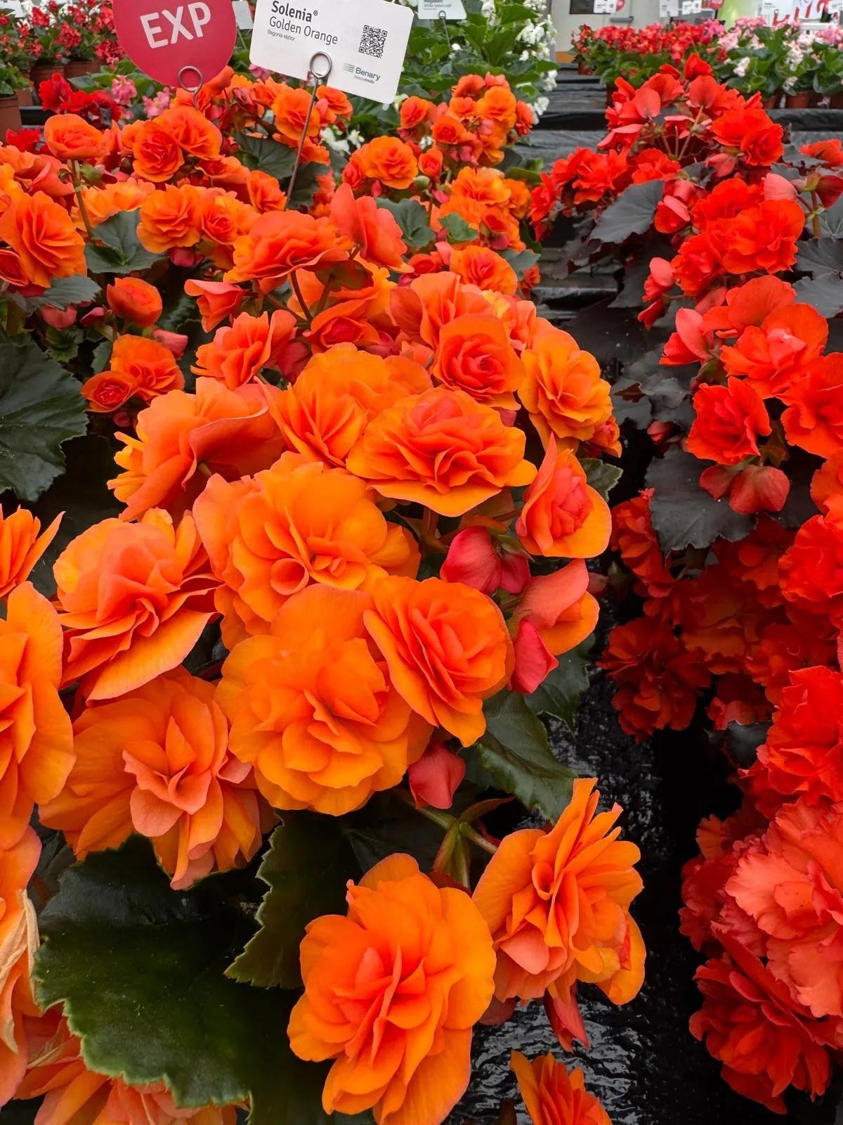5 begonias you must grow - by Mr Plant Geek