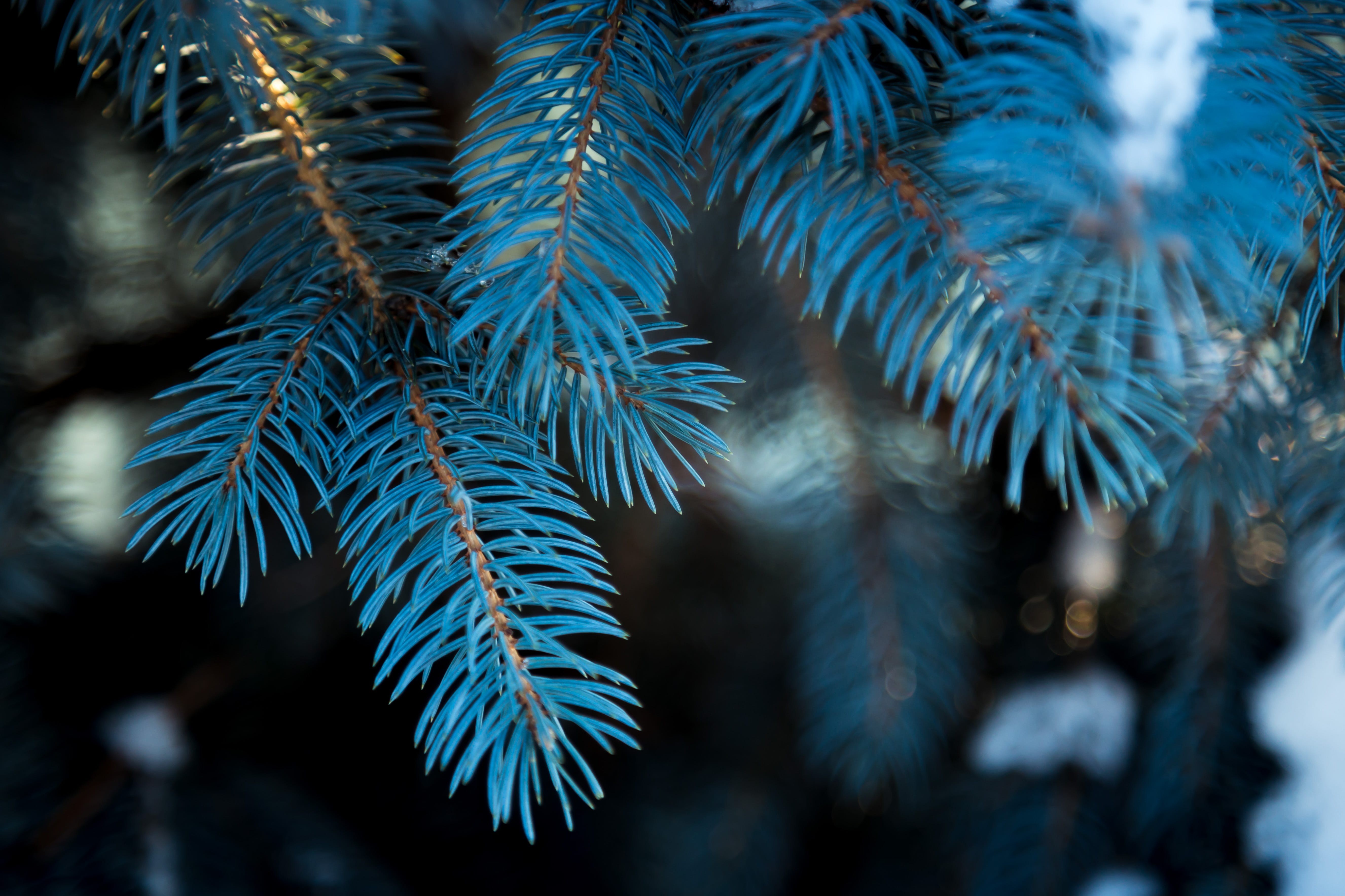 Blue Spruce Essentials Your Ultimate Guide to Cultivating Caring