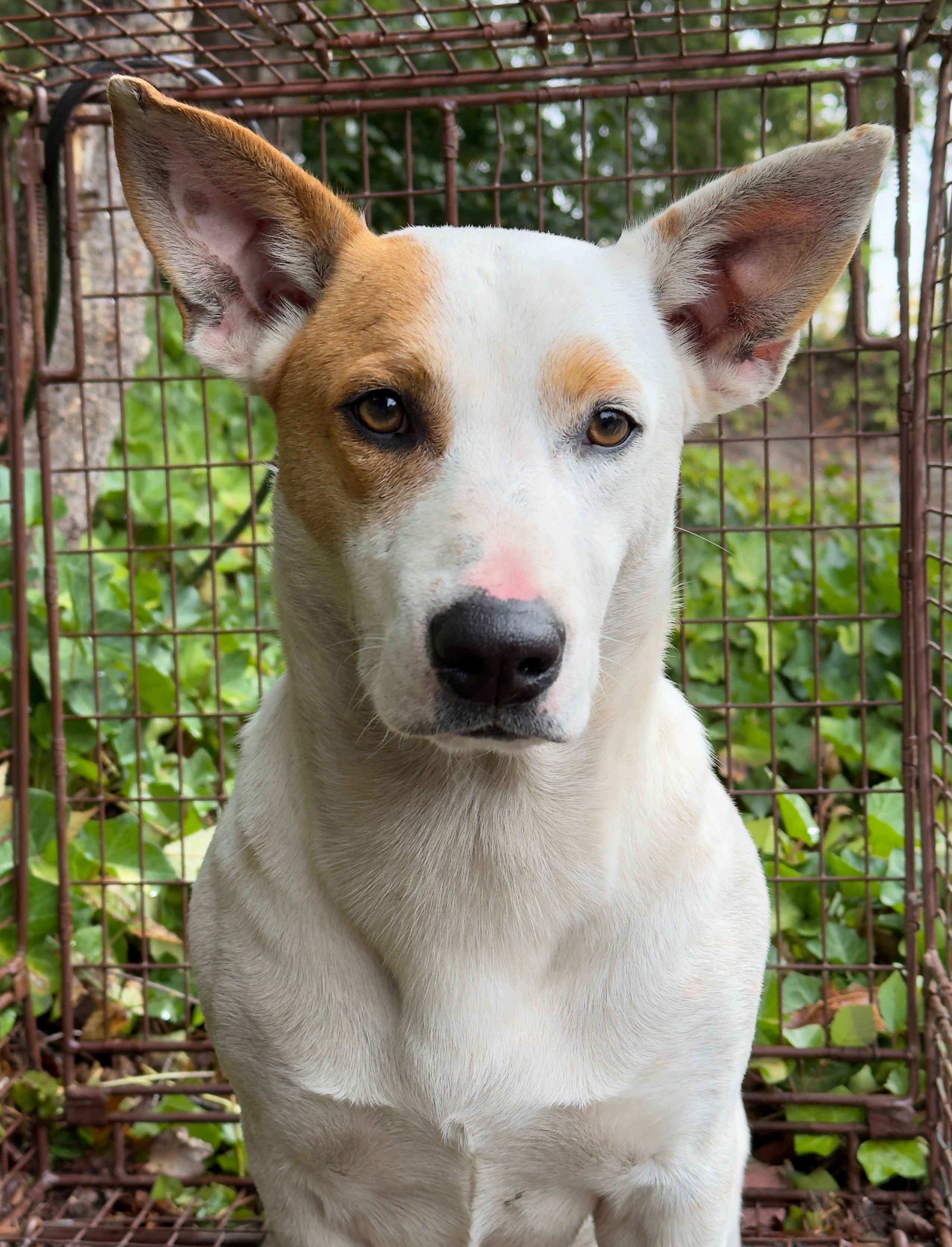 Corkey by James Branson Three Retrievers Newsletter