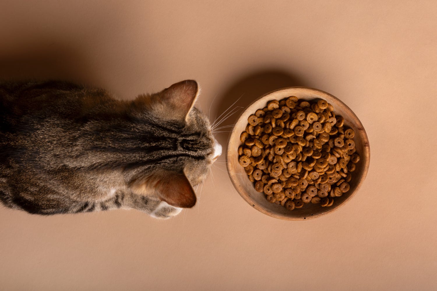 Cat food for heart disease online