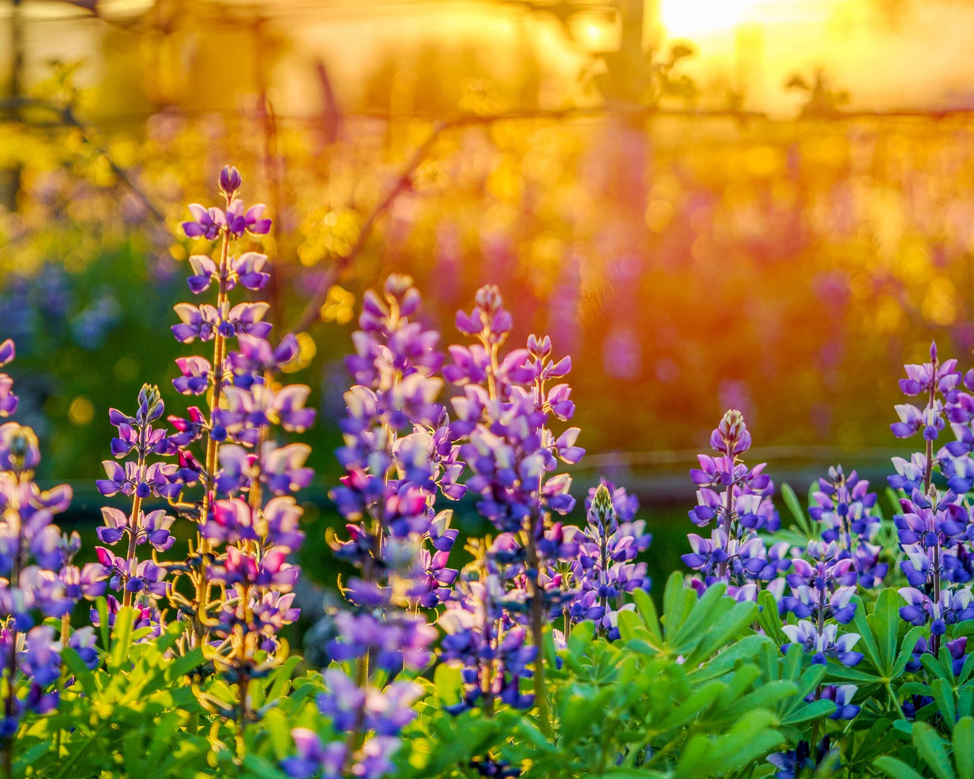 The Napa Valley Weekender Napa Valley Features the-napa-valley-weekender-napa-valley-features