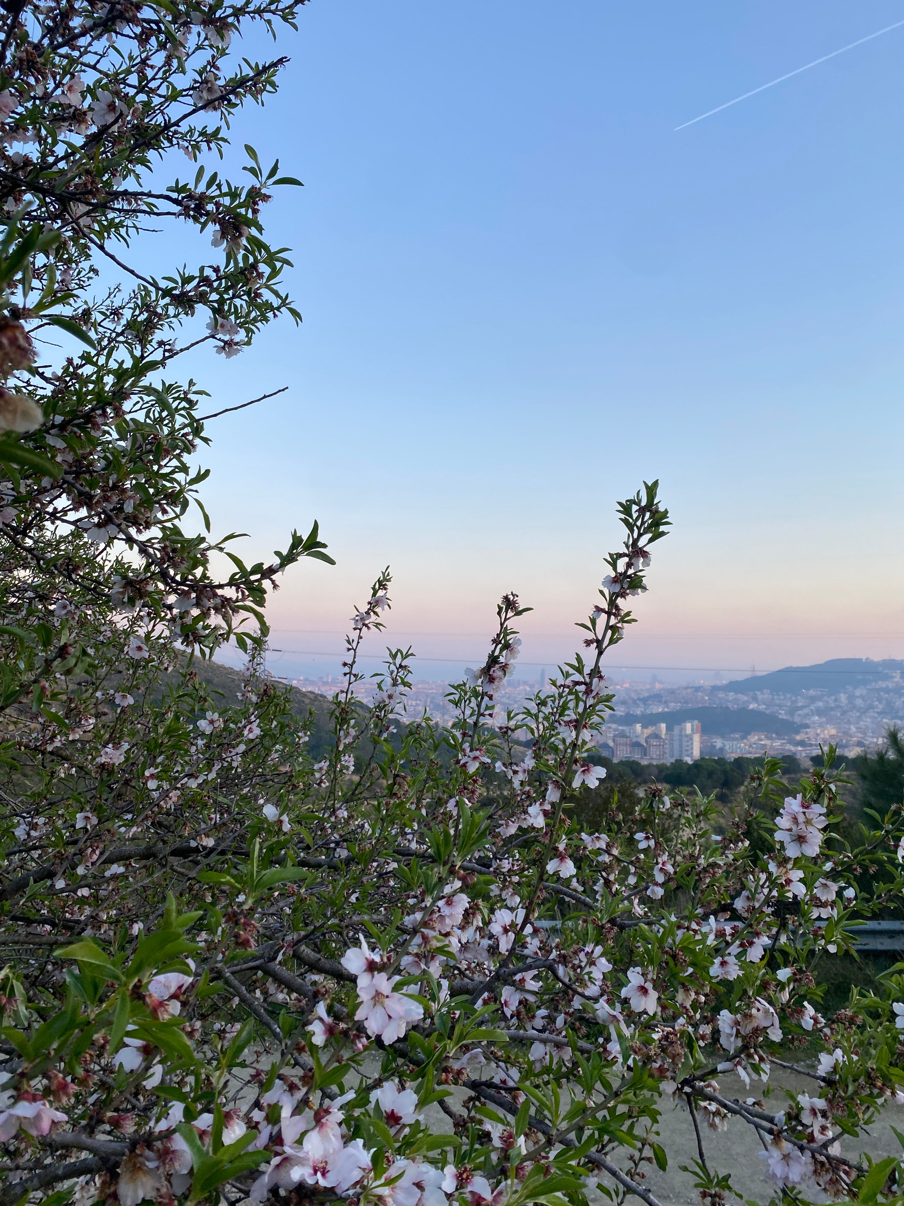 Un ametller en flor i de fons la ciutat de Barcelona
