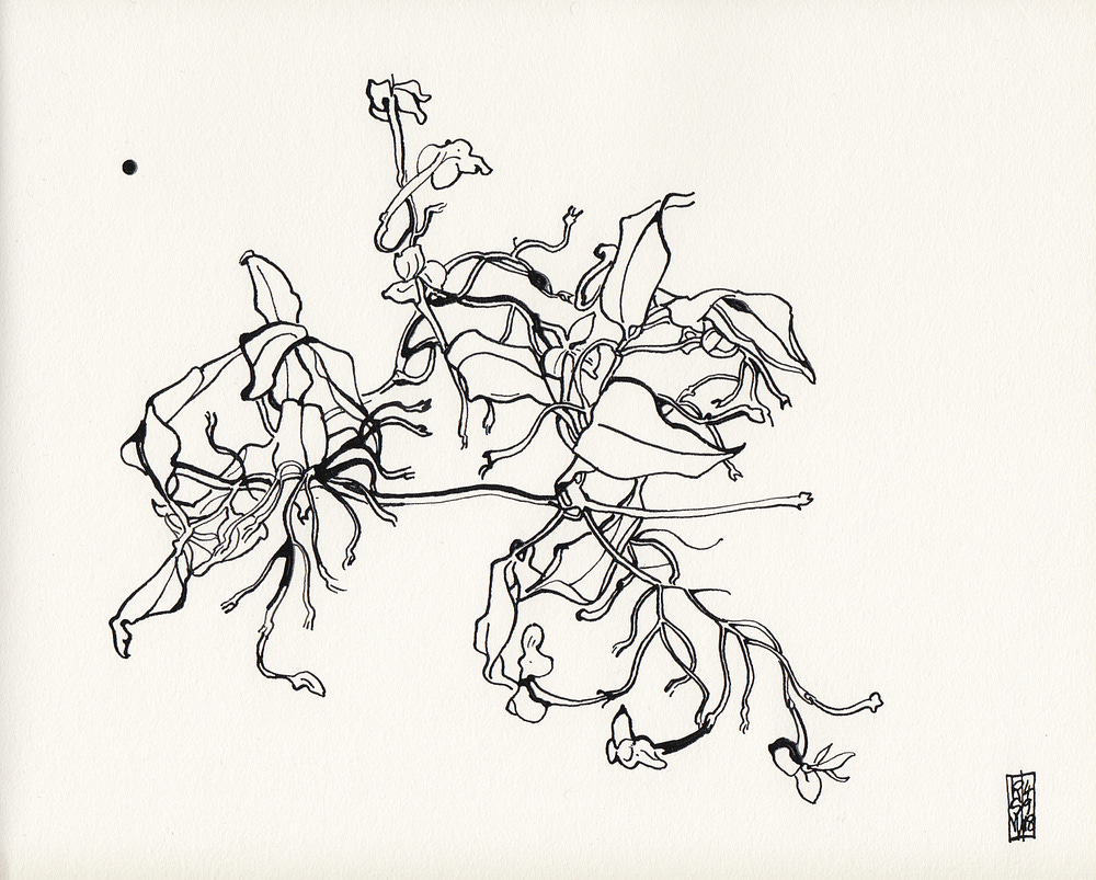 Rosie Whinray on Substack "Daily drawing 492018 Jasmine. Dippen