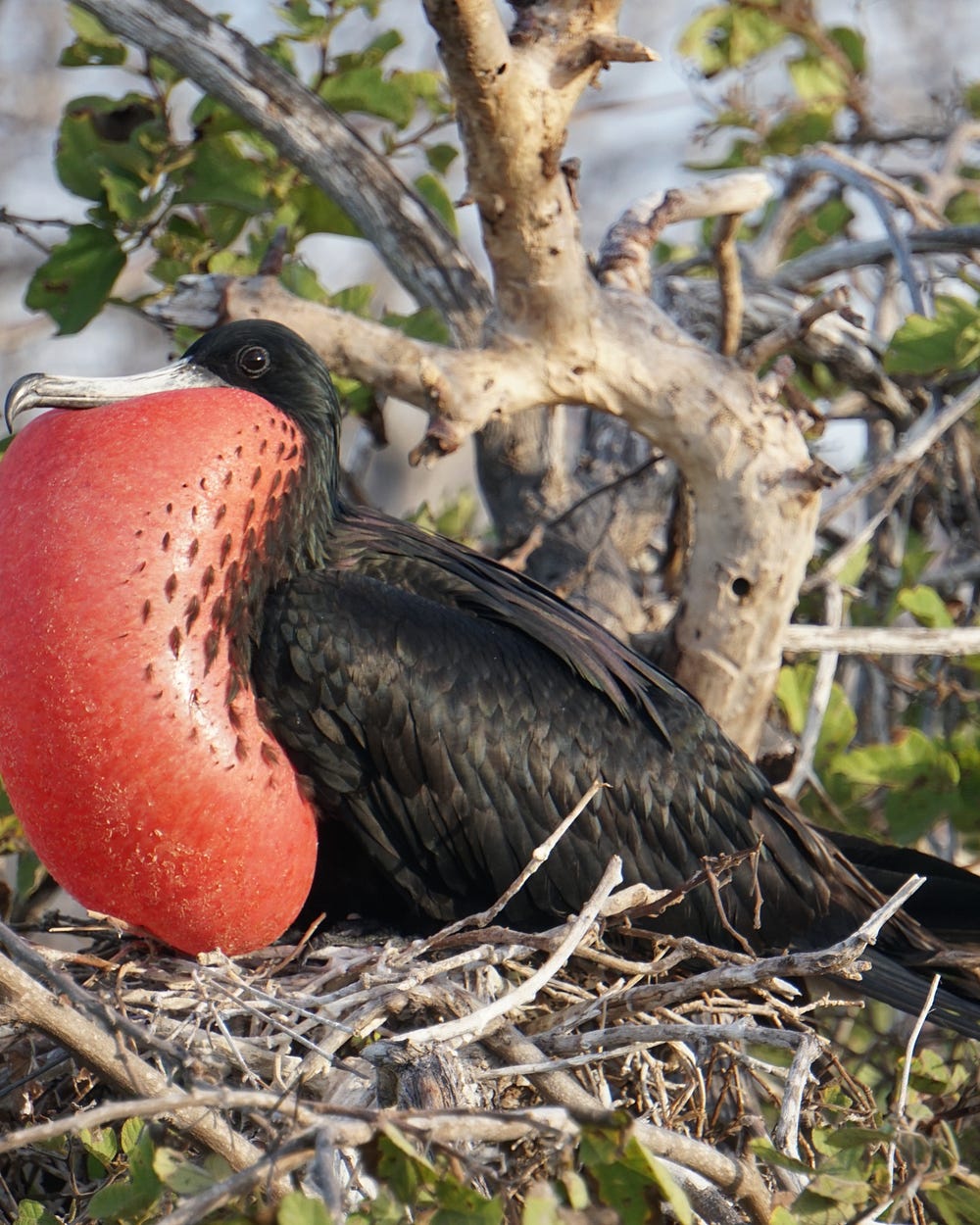 The Galápagos Islands