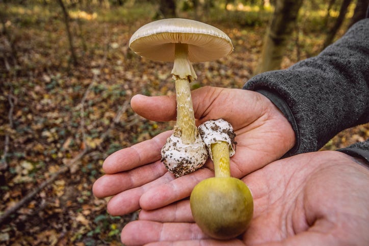 A death cap mushroom. Don't eat it.