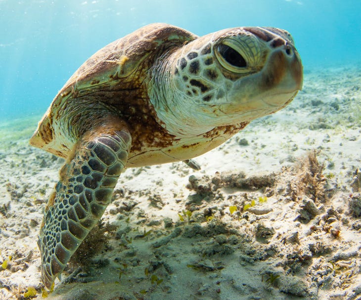 A turtle